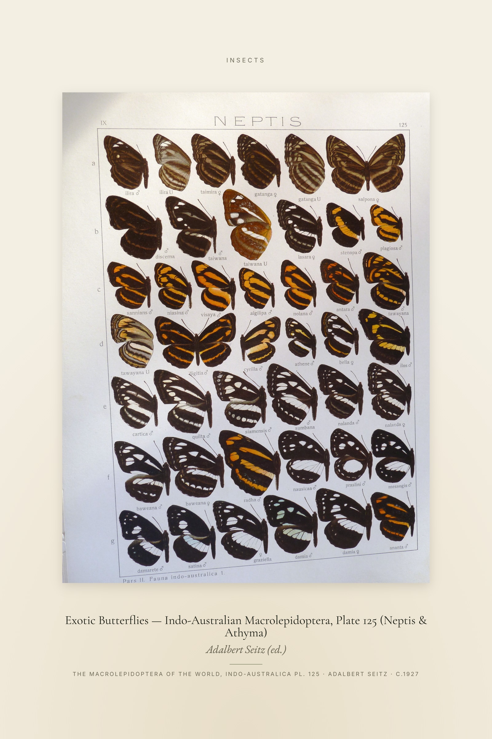 Exotic Butterflies (Plate 125) — Indo-Australian Macrolepidoptera, Plate 125 (Neptis & Athyma) — Specimen
