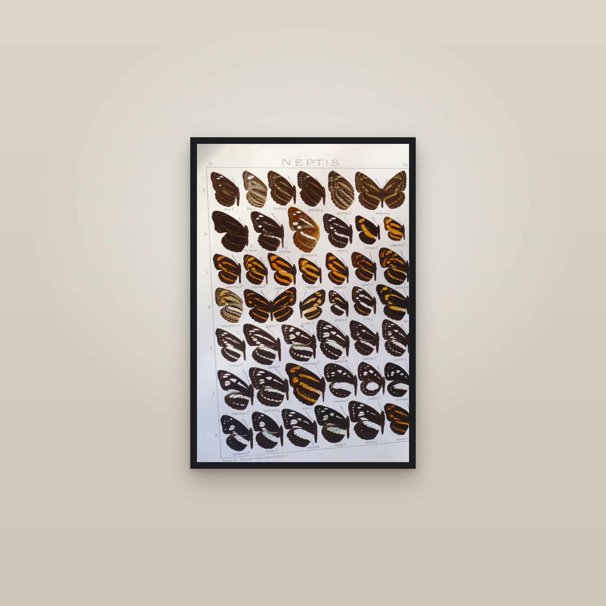 Exotic Butterflies (Plate 125) — Indo-Australian Macrolepidoptera, Plate 125 (Neptis & Athyma) — framed in a gallery setting