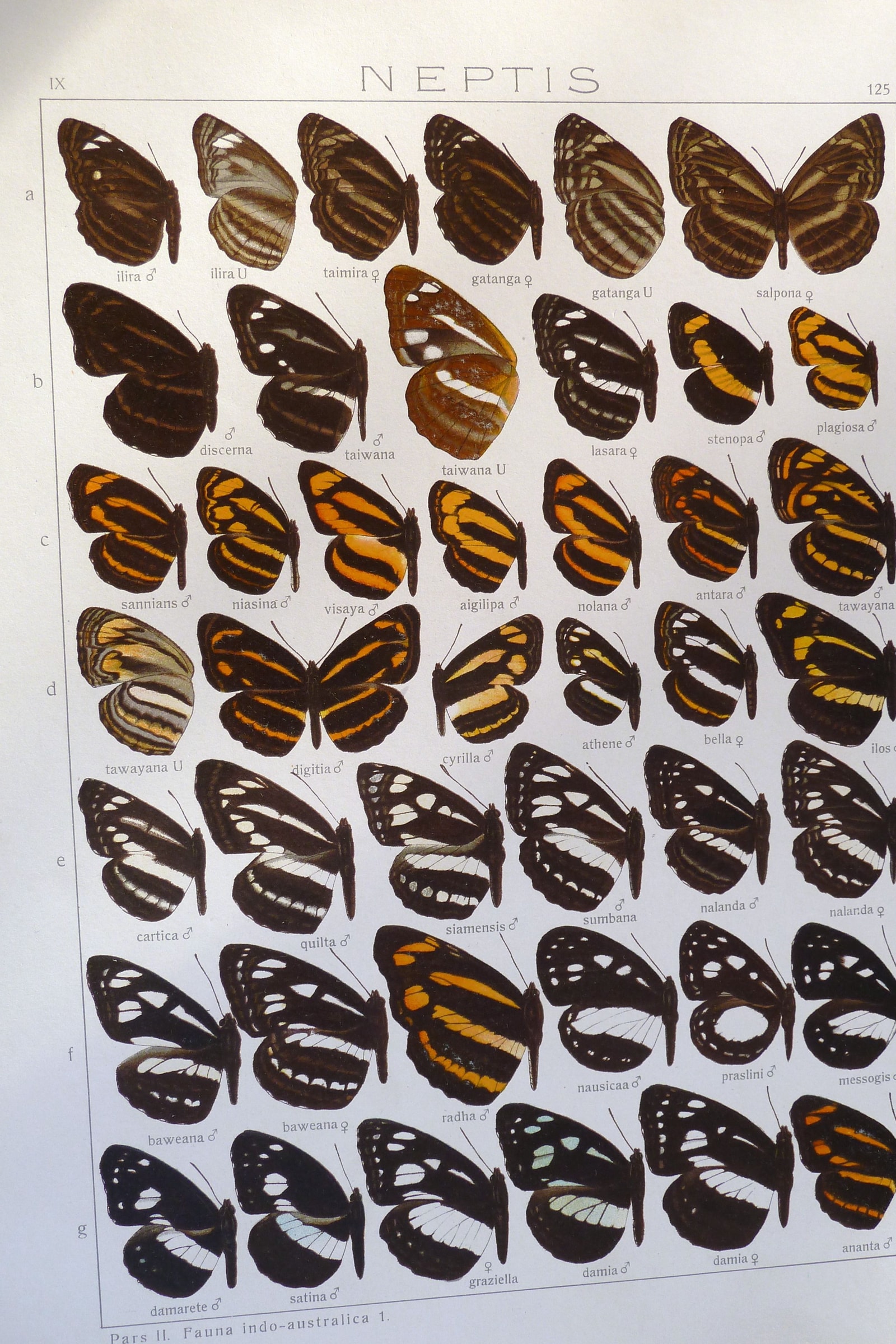 Exotic Butterflies (Plate 125) — Indo-Australian Macrolepidoptera, Plate 125 (Neptis & Athyma)