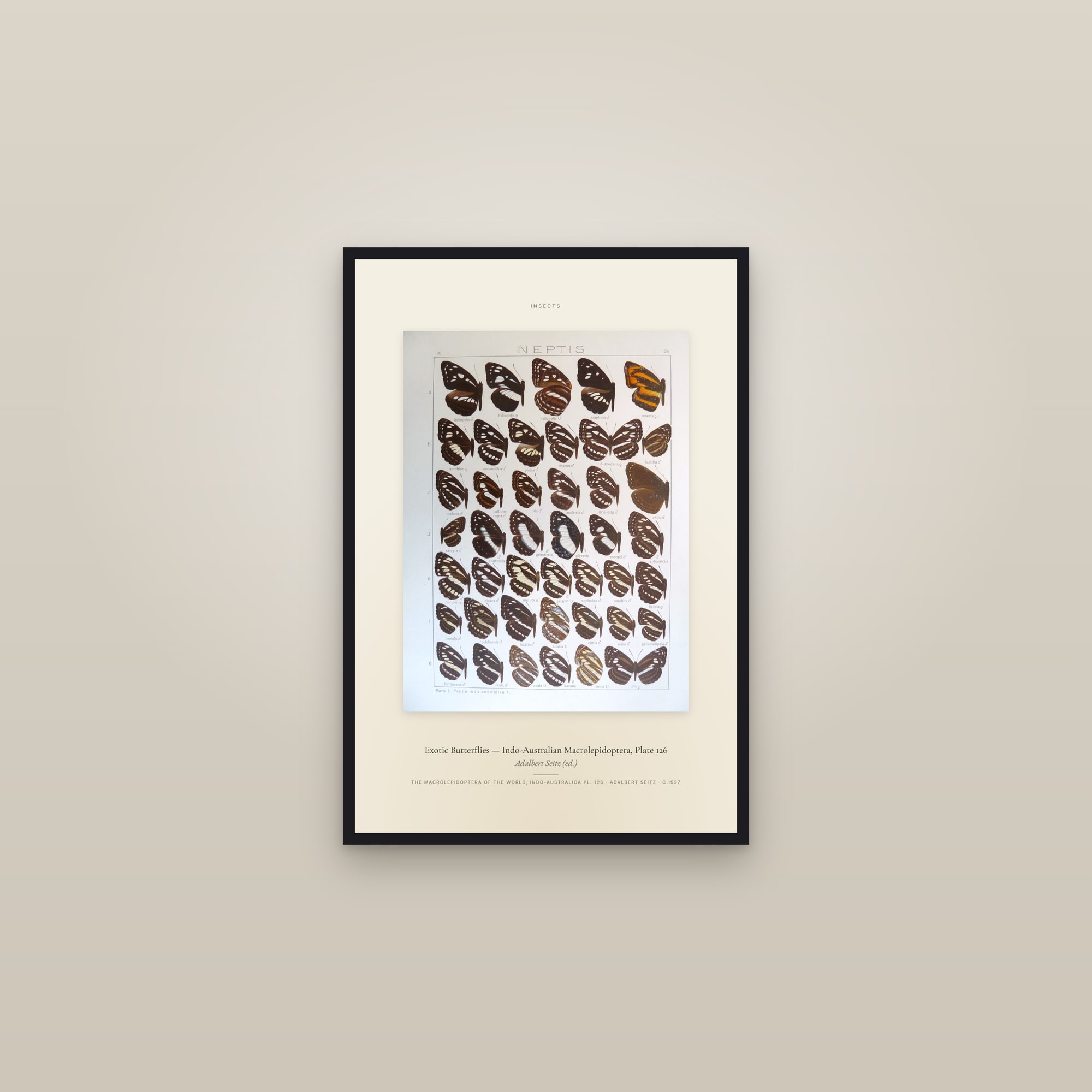 Exotic Butterflies (Plate 126) — Indo-Australian Macrolepidoptera, Plate 126 — Specimen — framed in a gallery setting