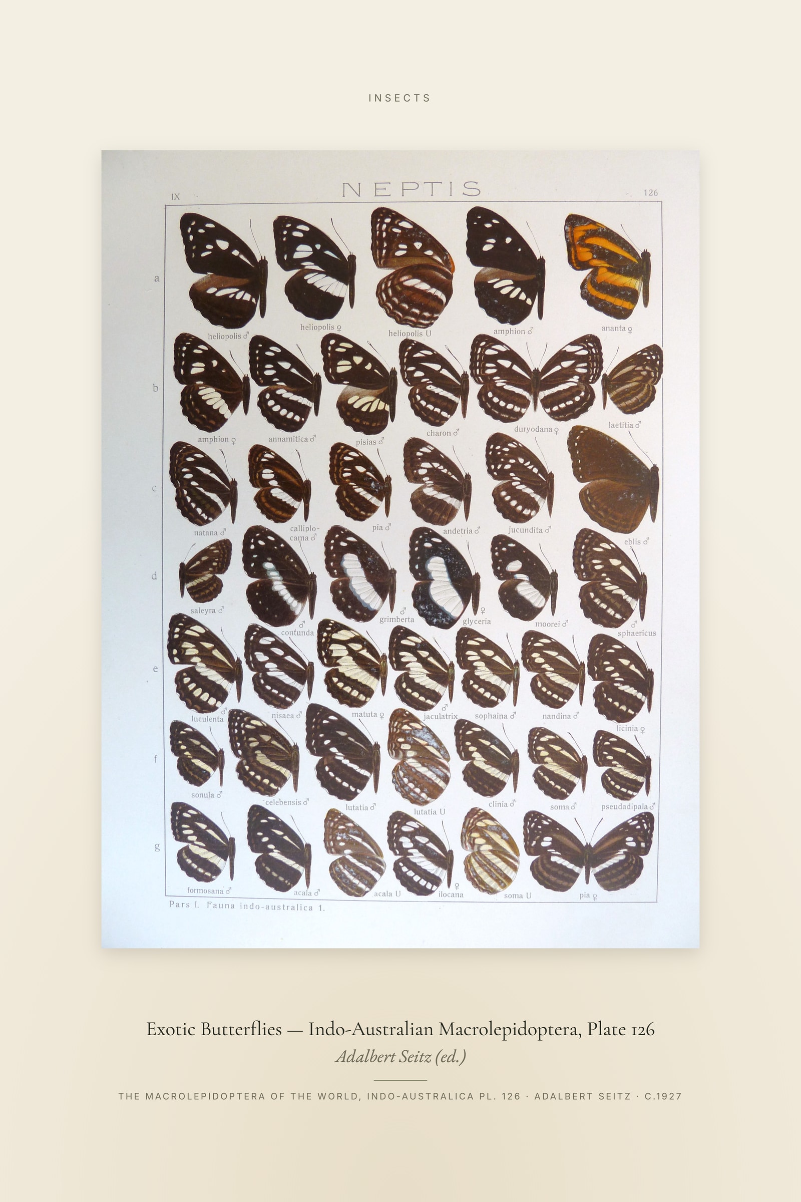 Exotic Butterflies (Plate 126) — Indo-Australian Macrolepidoptera, Plate 126 — Specimen