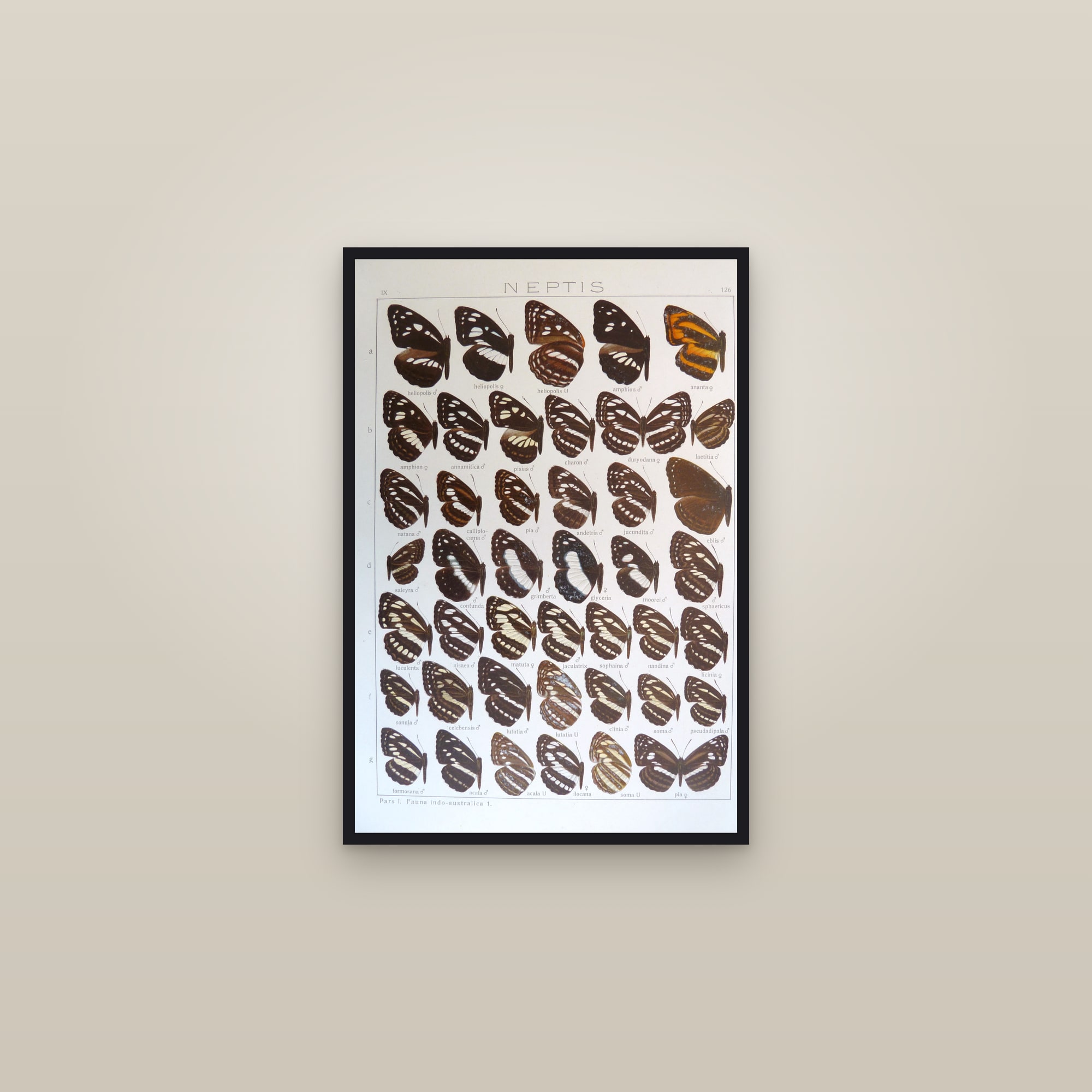 Exotic Butterflies (Plate 126) — Indo-Australian Macrolepidoptera, Plate 126 — framed in a gallery setting