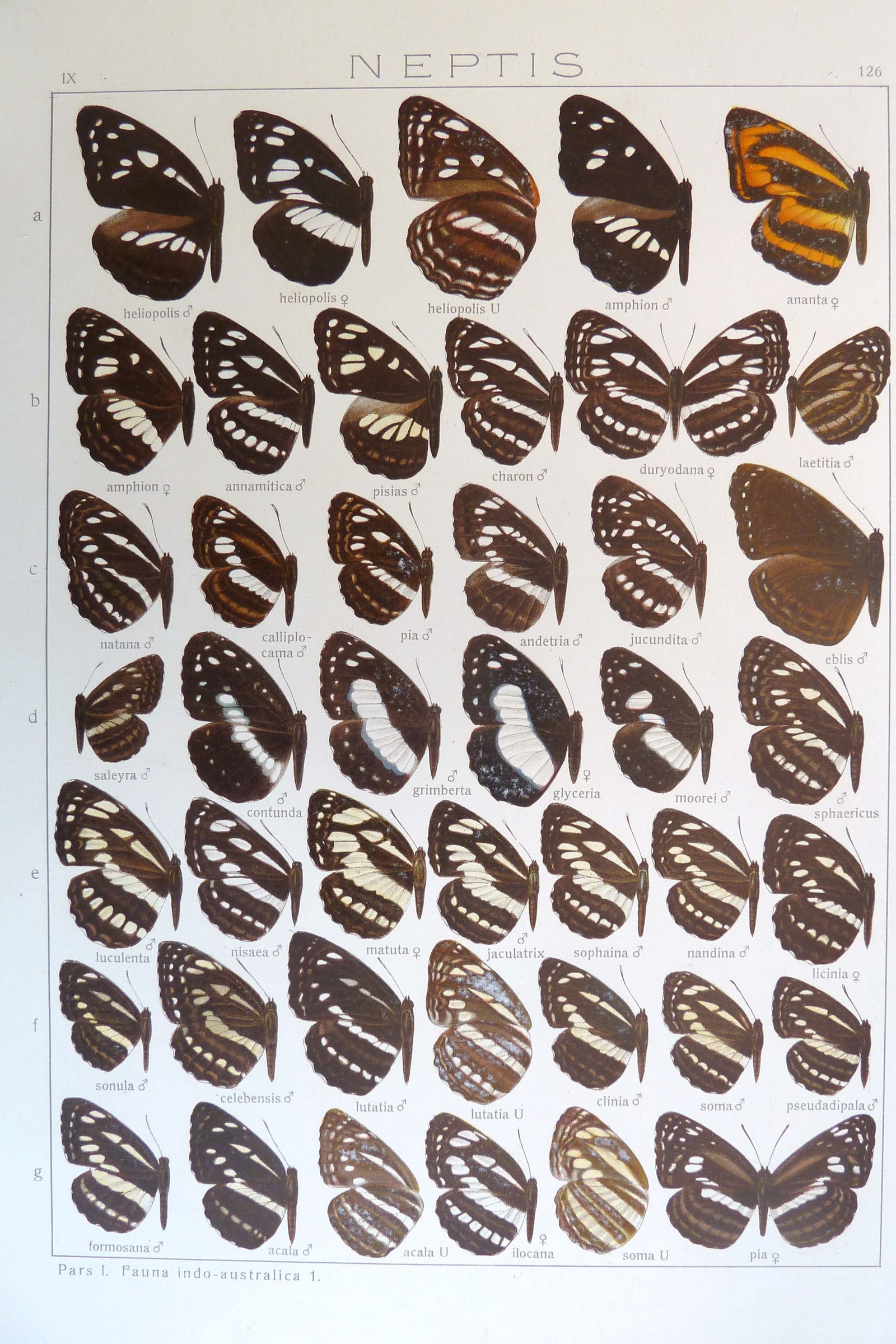 Exotic Butterflies (Plate 126) — Indo-Australian Macrolepidoptera, Plate 126