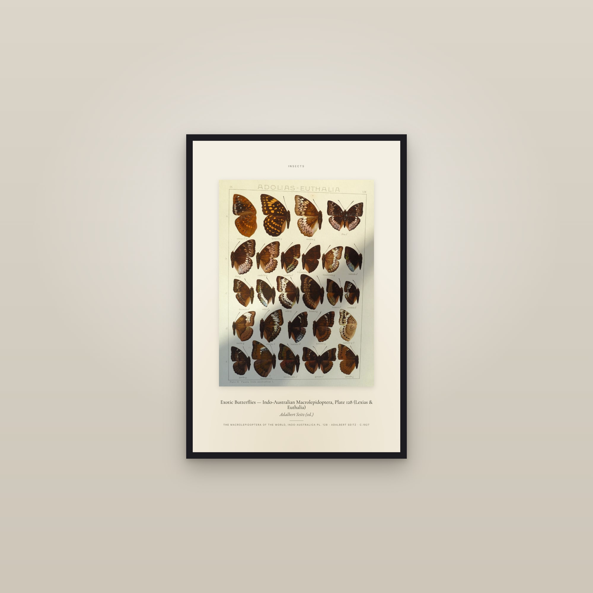 Exotic Butterflies (Plate 128) — Indo-Australian Macrolepidoptera, Plate 128 (Lexias & Euthalia) — Specimen — framed in a gallery setting