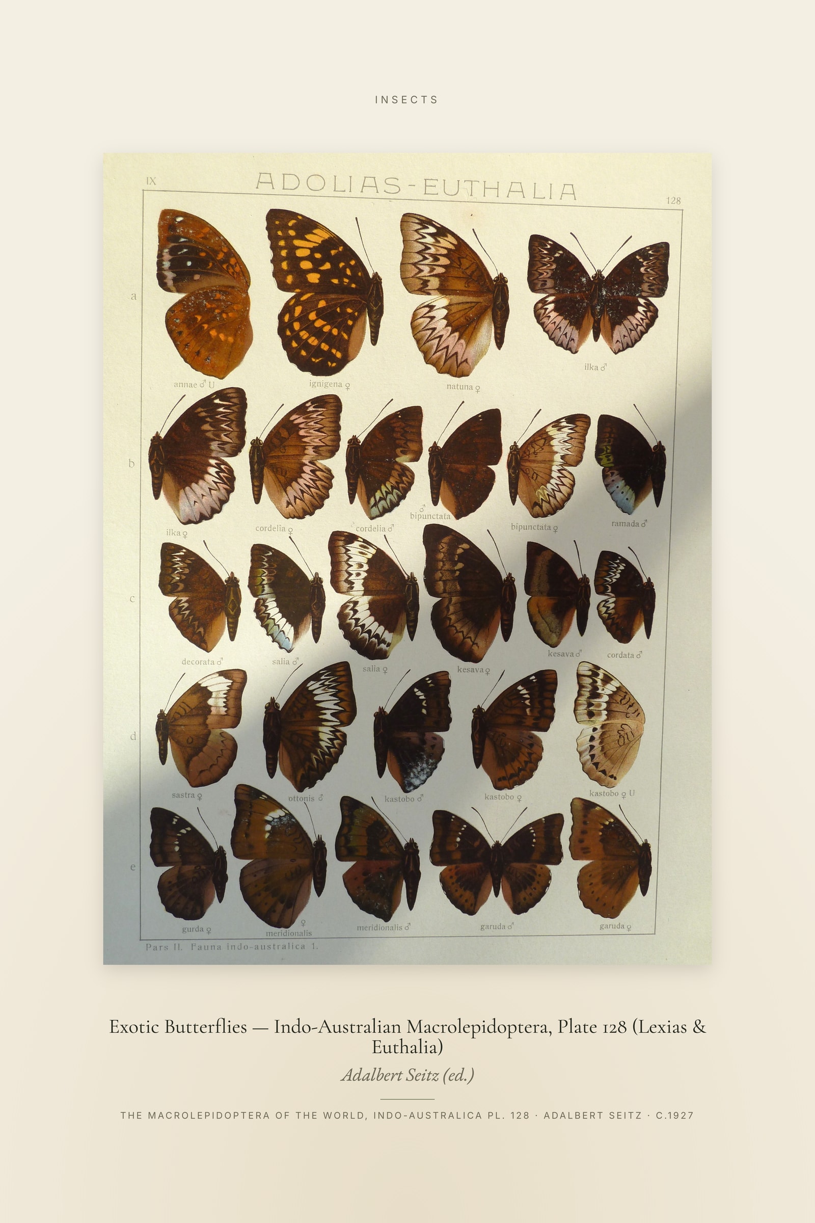 Exotic Butterflies (Plate 128) — Indo-Australian Macrolepidoptera, Plate 128 (Lexias & Euthalia) — Specimen