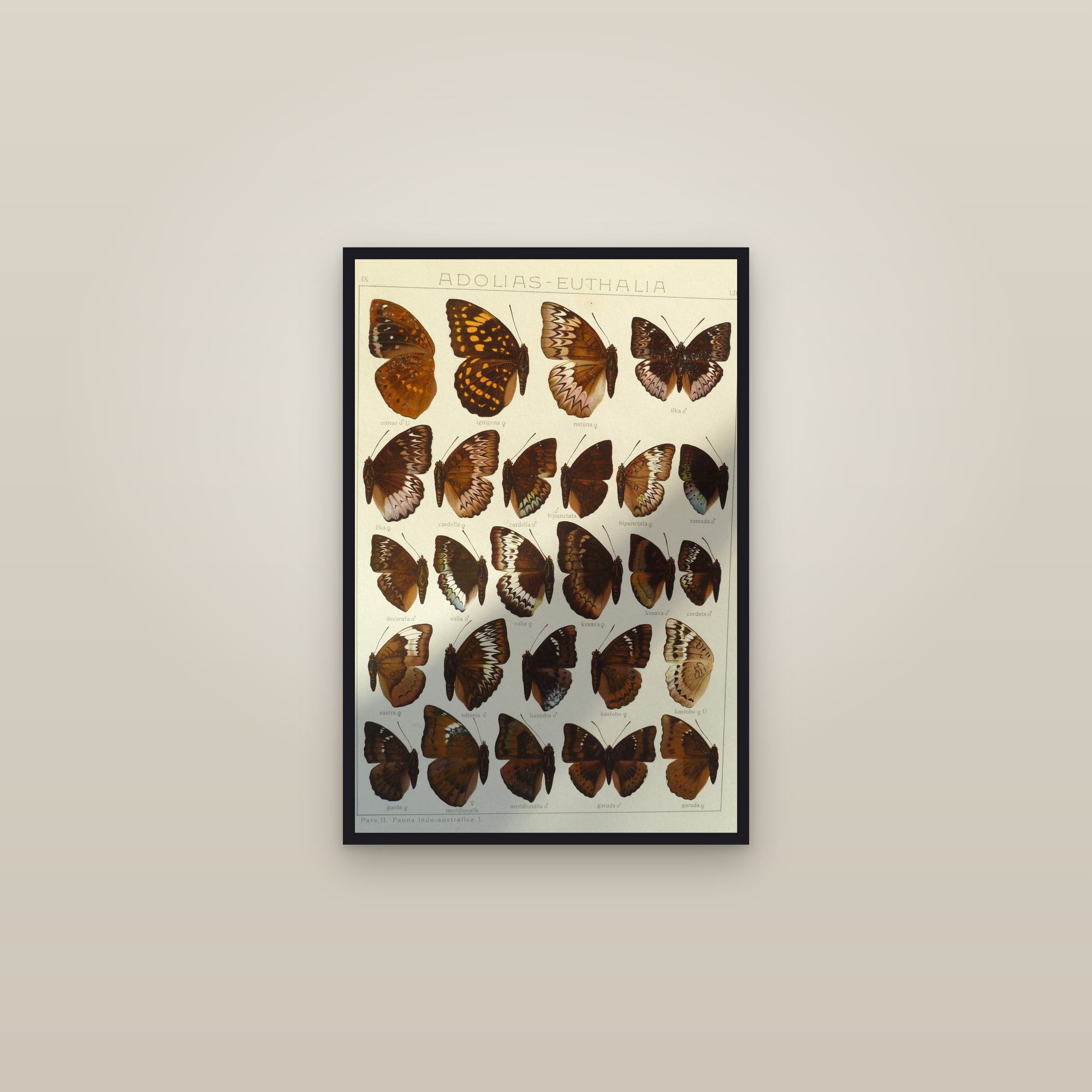 Exotic Butterflies (Plate 128) — Indo-Australian Macrolepidoptera, Plate 128 (Lexias & Euthalia) — framed in a gallery setting