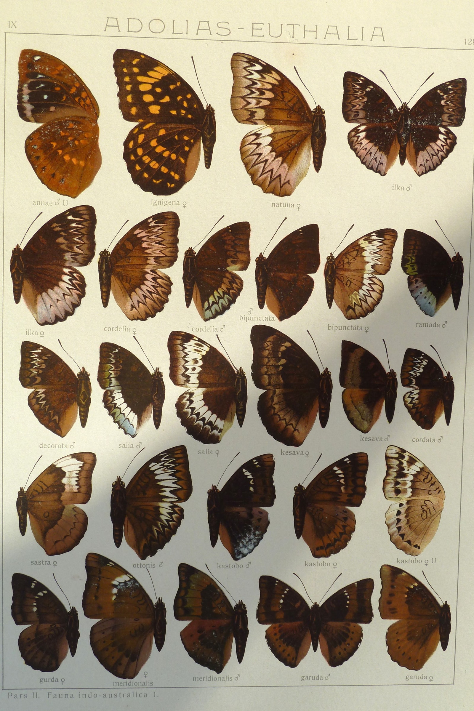 Exotic Butterflies (Plate 128) — Indo-Australian Macrolepidoptera, Plate 128 (Lexias & Euthalia)