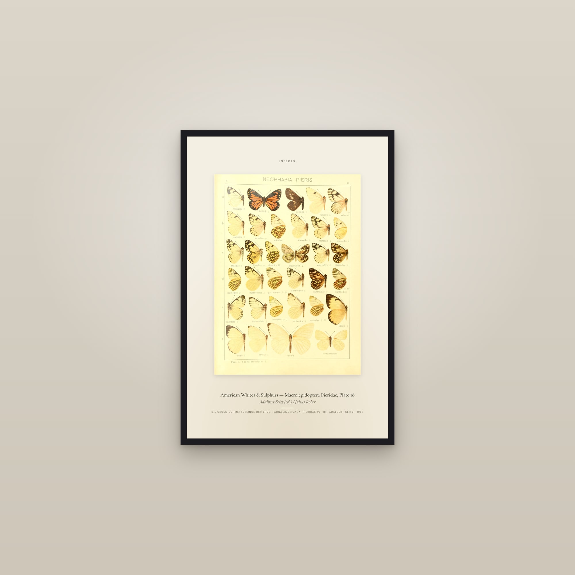 American Whites & Sulphurs (Plate 18) — Macrolepidoptera Pieridae, Plate 18 — Specimen — framed in a gallery setting