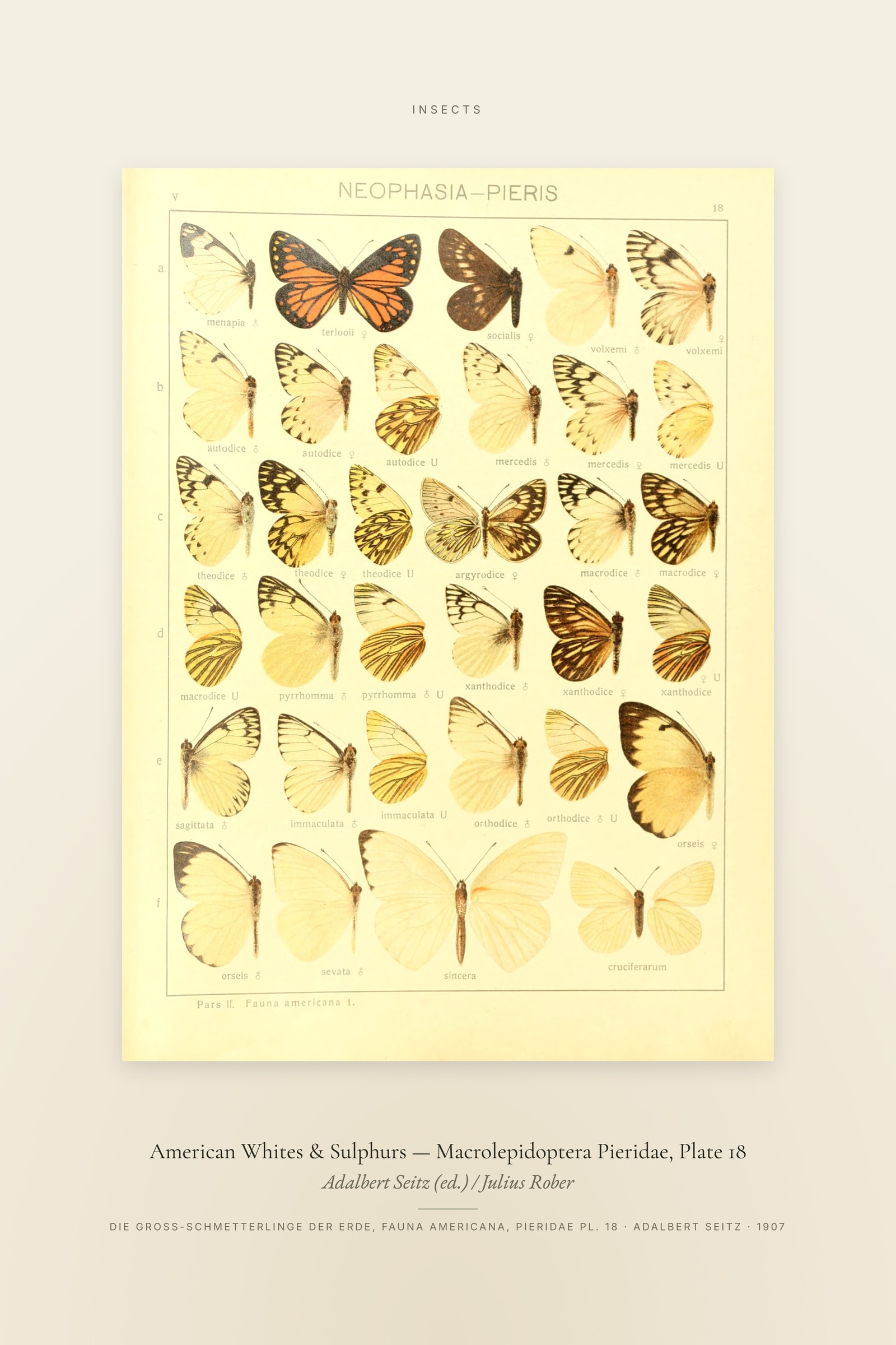 American Whites & Sulphurs (Plate 18) — Macrolepidoptera Pieridae, Plate 18 — Specimen