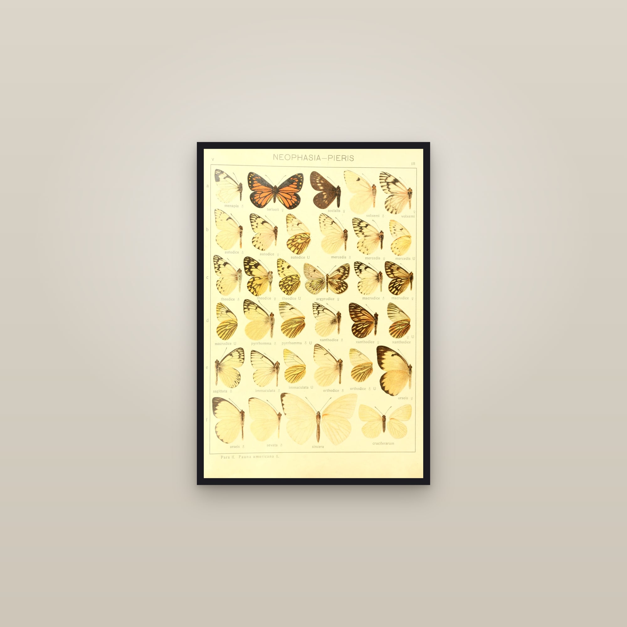 American Whites & Sulphurs (Plate 18) — Macrolepidoptera Pieridae, Plate 18 — framed in a gallery setting
