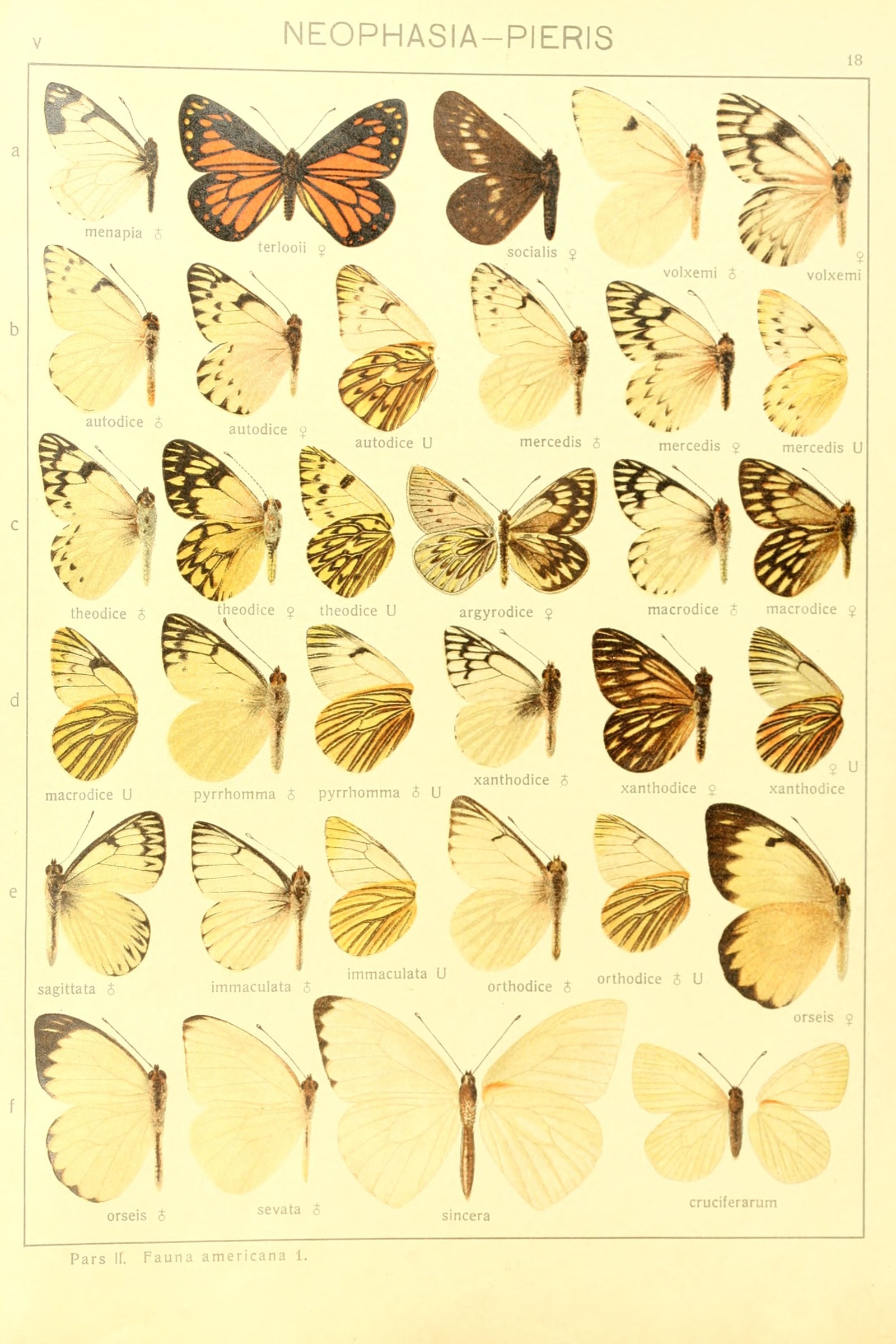 American Whites & Sulphurs (Plate 18) — Macrolepidoptera Pieridae, Plate 18