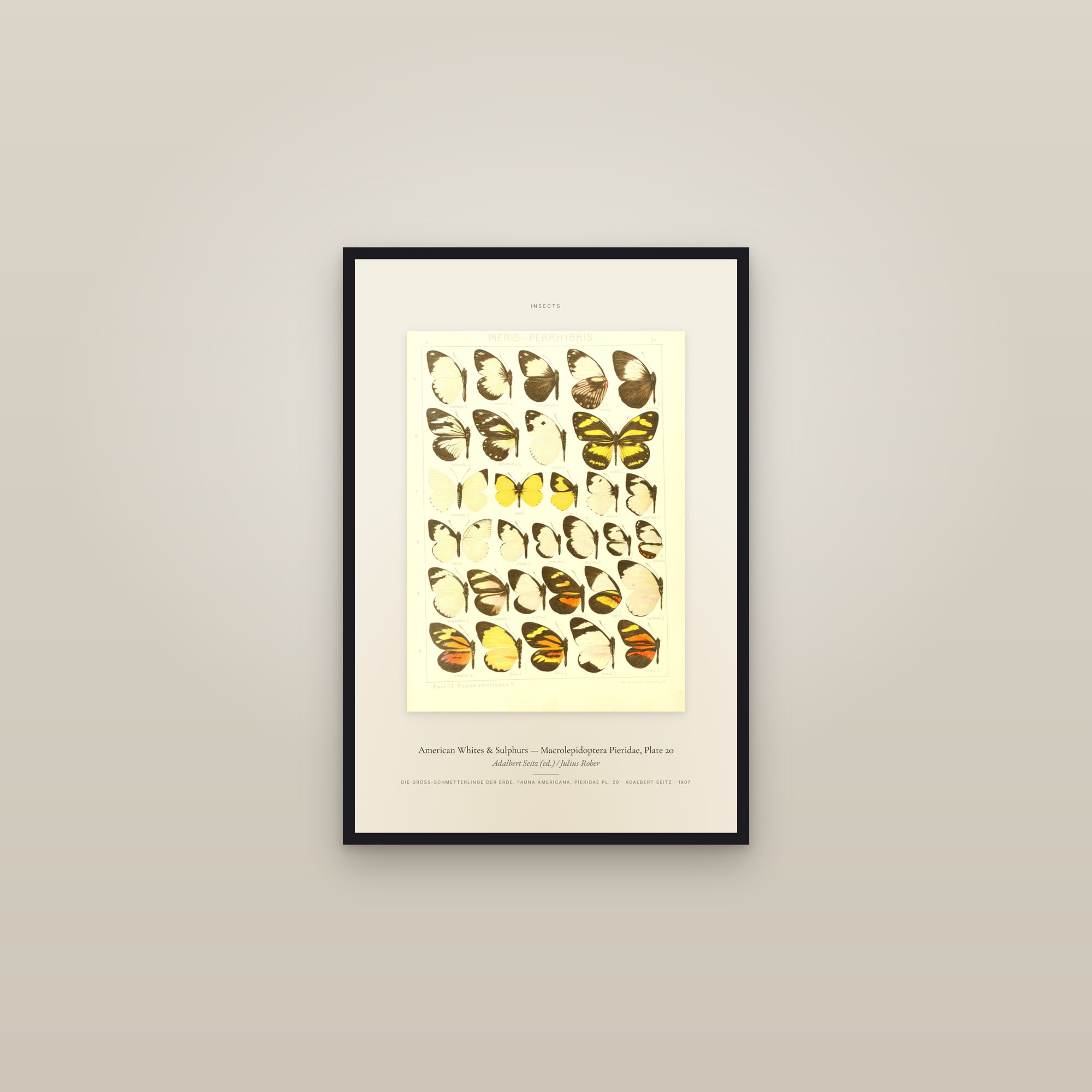 American Whites & Sulphurs (Plate 20) — Macrolepidoptera Pieridae, Plate 20 — Specimen — framed in a gallery setting