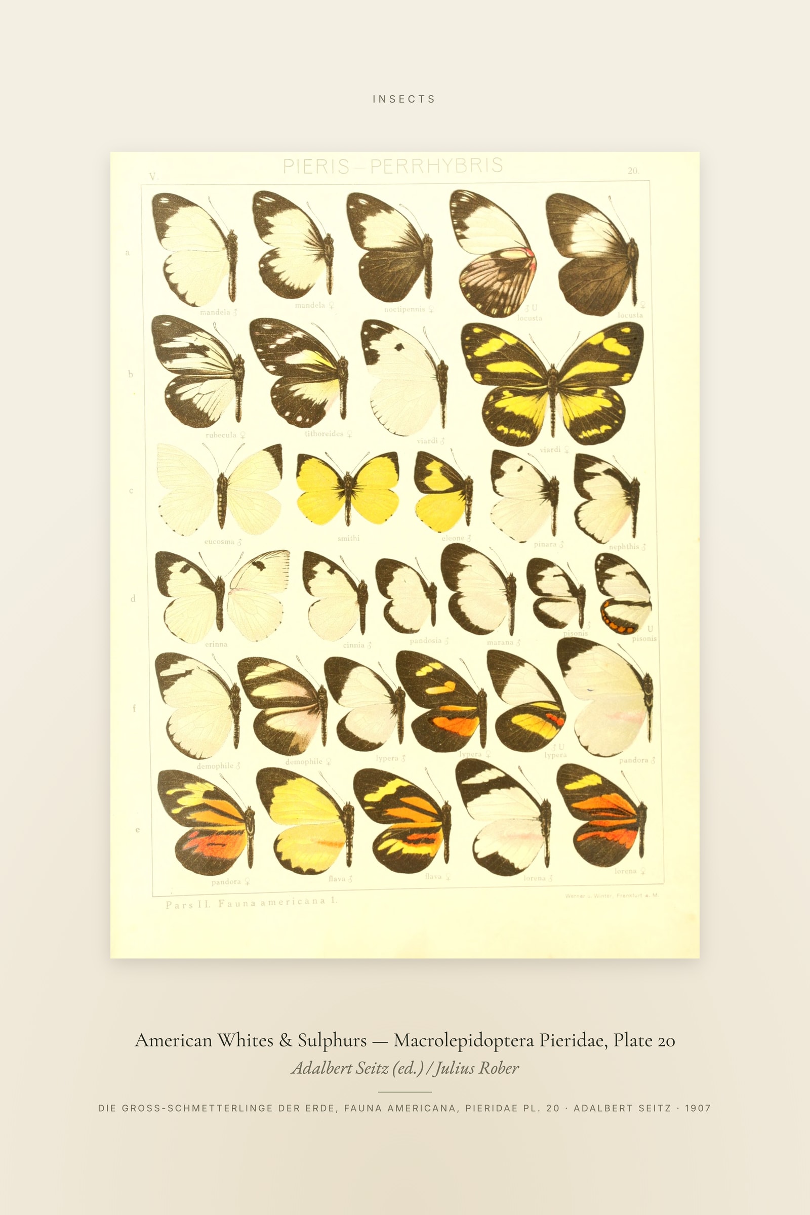 American Whites & Sulphurs (Plate 20) — Macrolepidoptera Pieridae, Plate 20 — Specimen