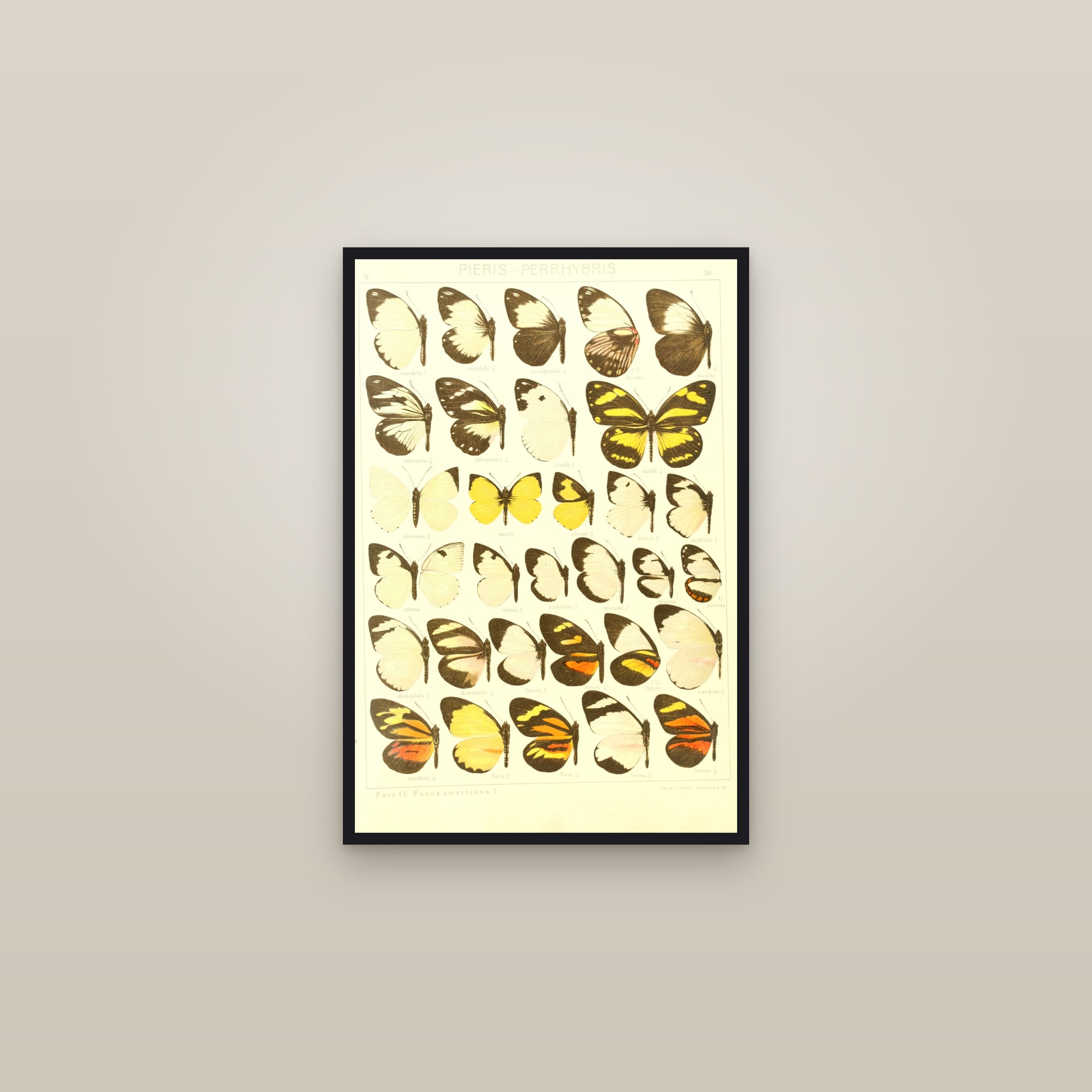 American Whites & Sulphurs (Plate 20) — Macrolepidoptera Pieridae, Plate 20 — framed in a gallery setting
