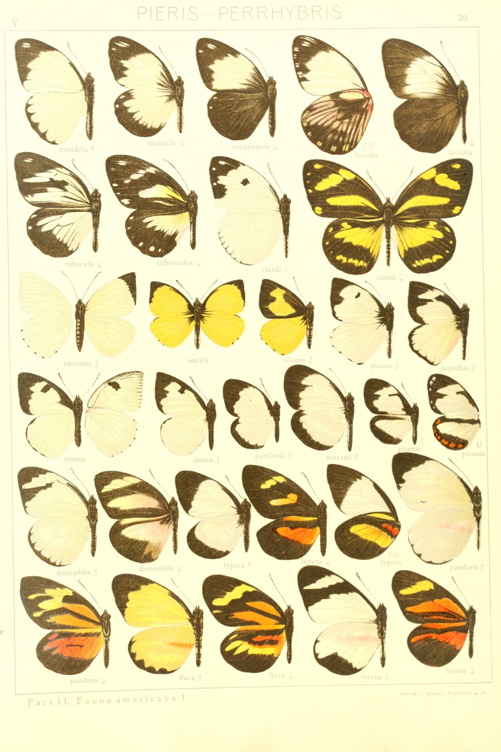 American Whites & Sulphurs (Plate 20) — Macrolepidoptera Pieridae, Plate 20