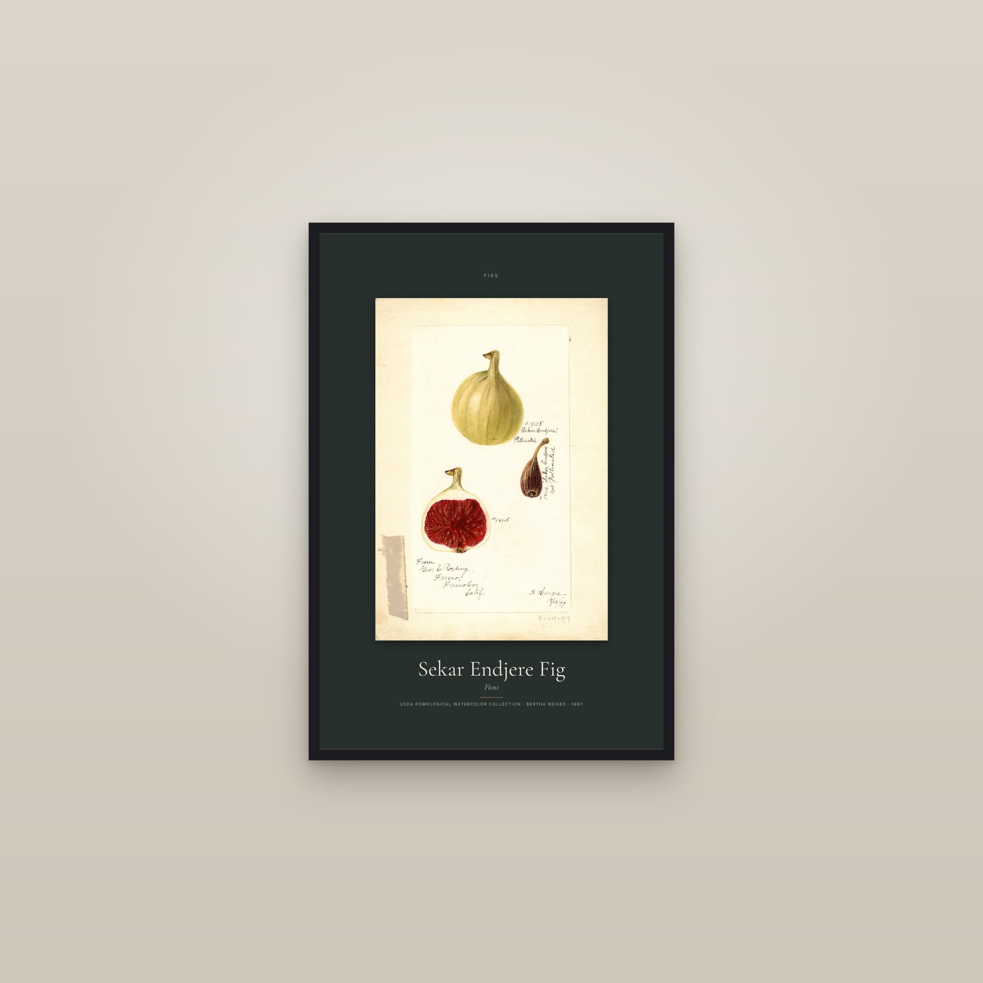 Sekar Endjere Fig — Specimen — framed in a gallery setting