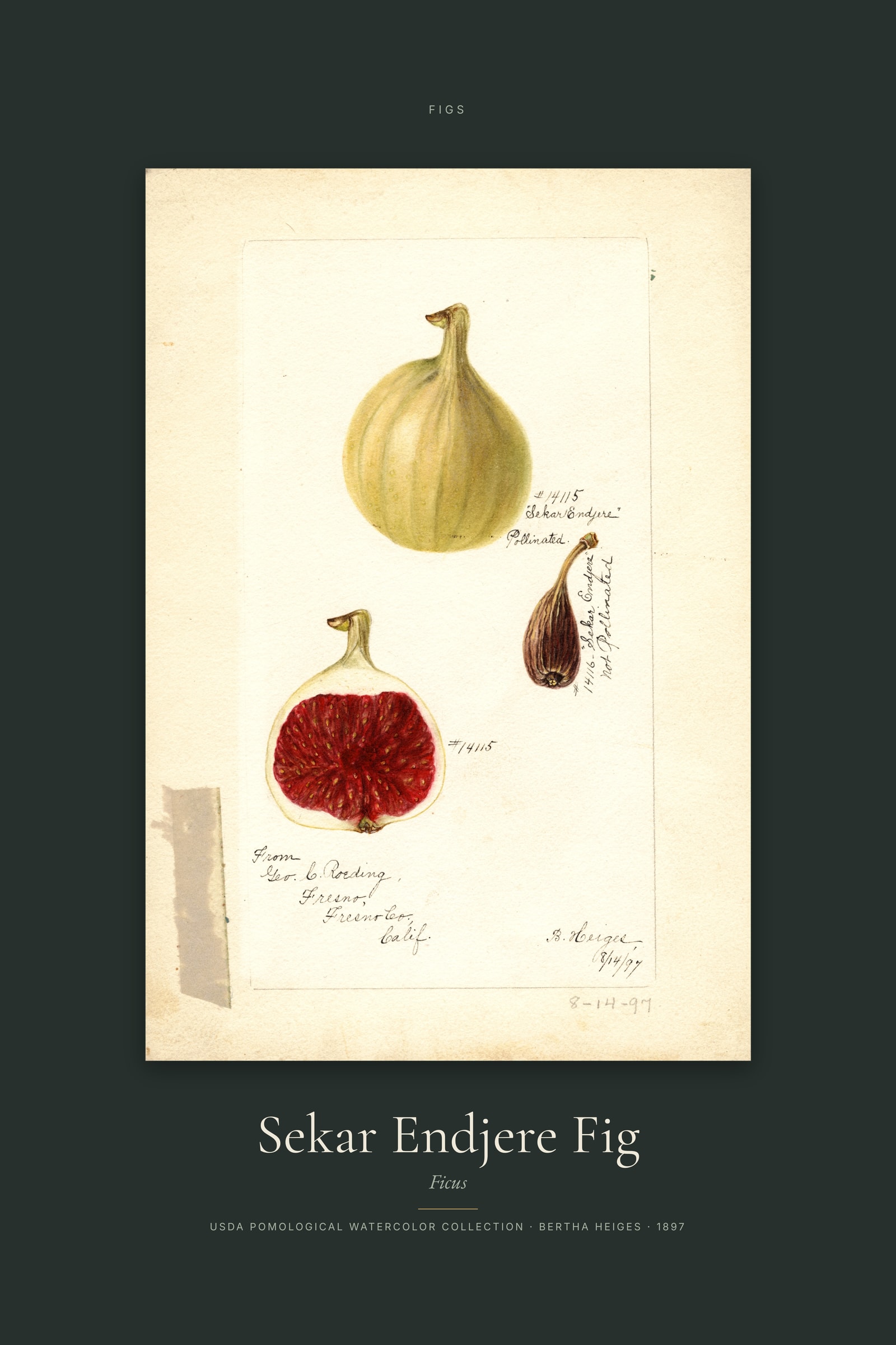 Sekar Endjere Fig — Specimen