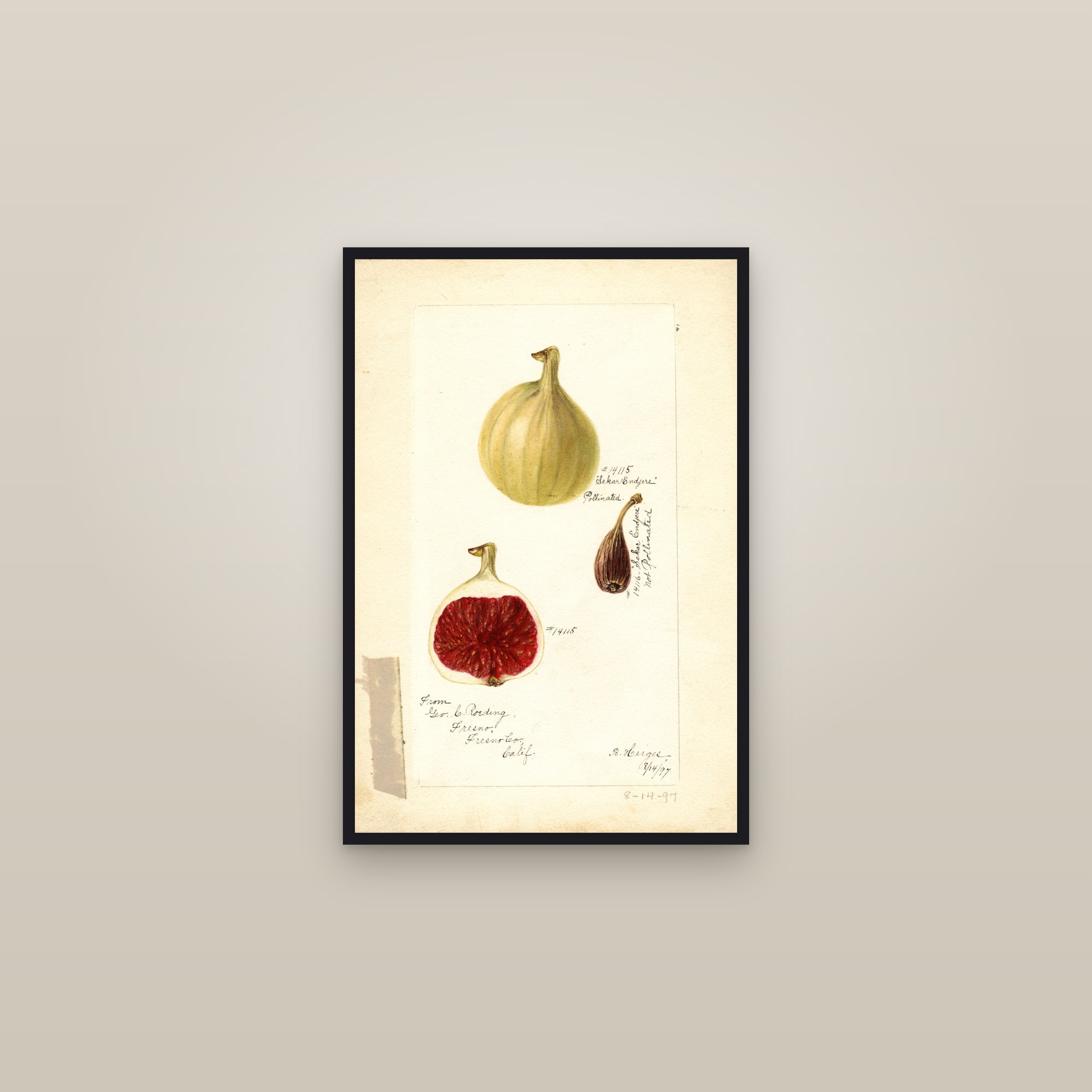Sekar Endjere Fig — framed in a gallery setting