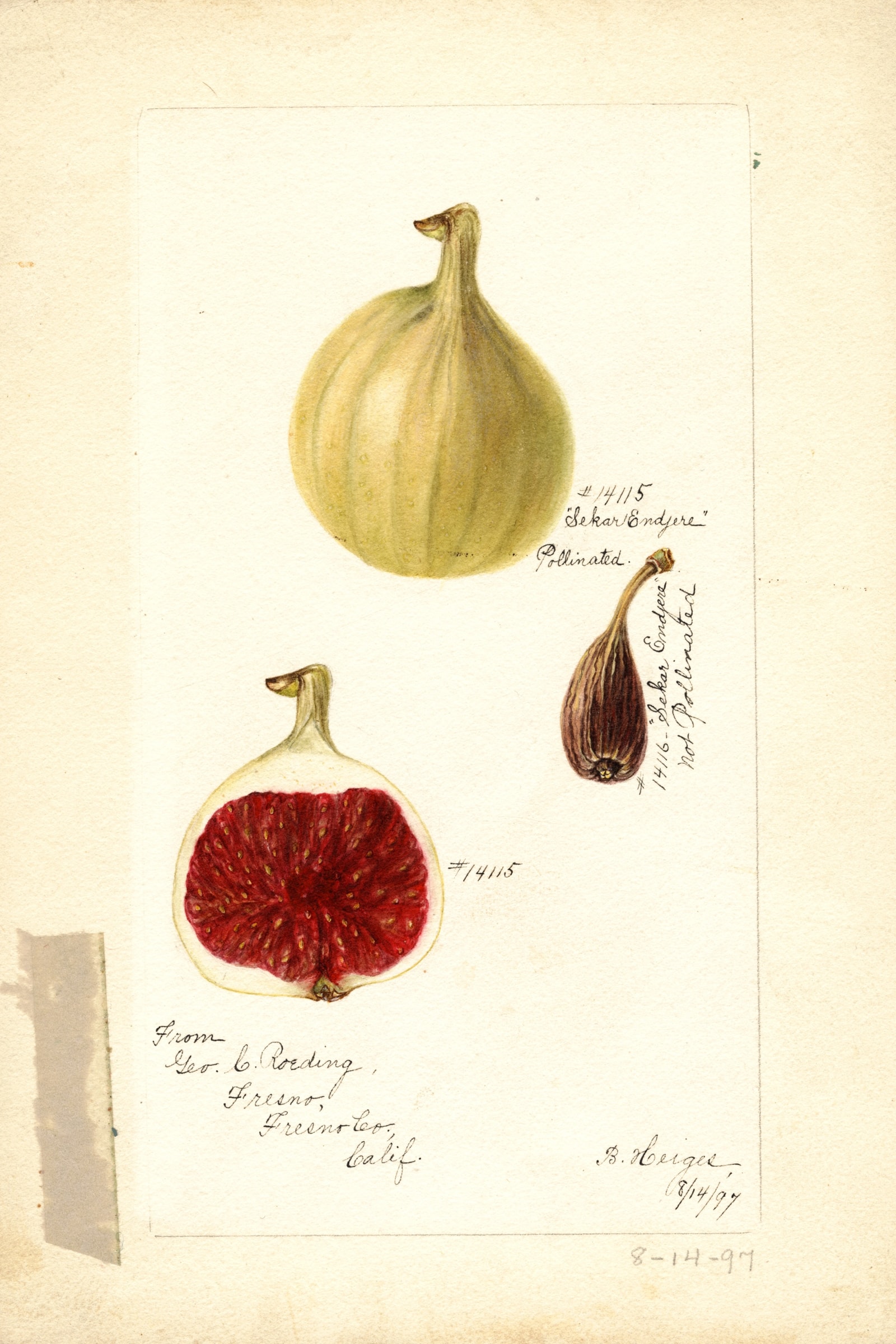 Sekar Endjere Fig