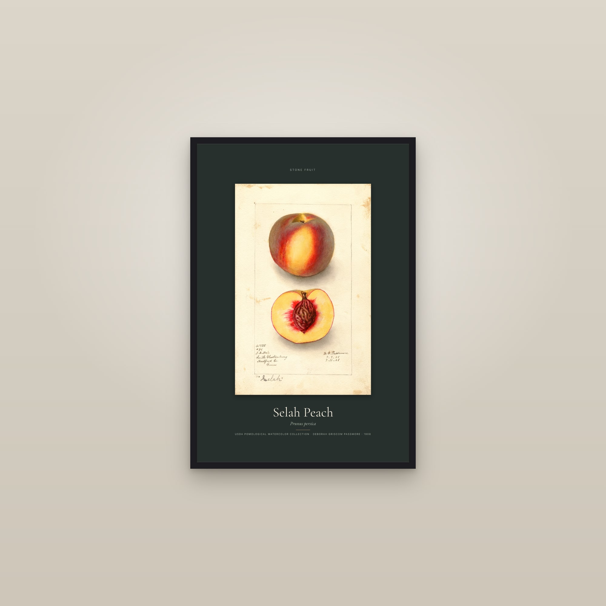 Selah Peach — Specimen — framed in a gallery setting