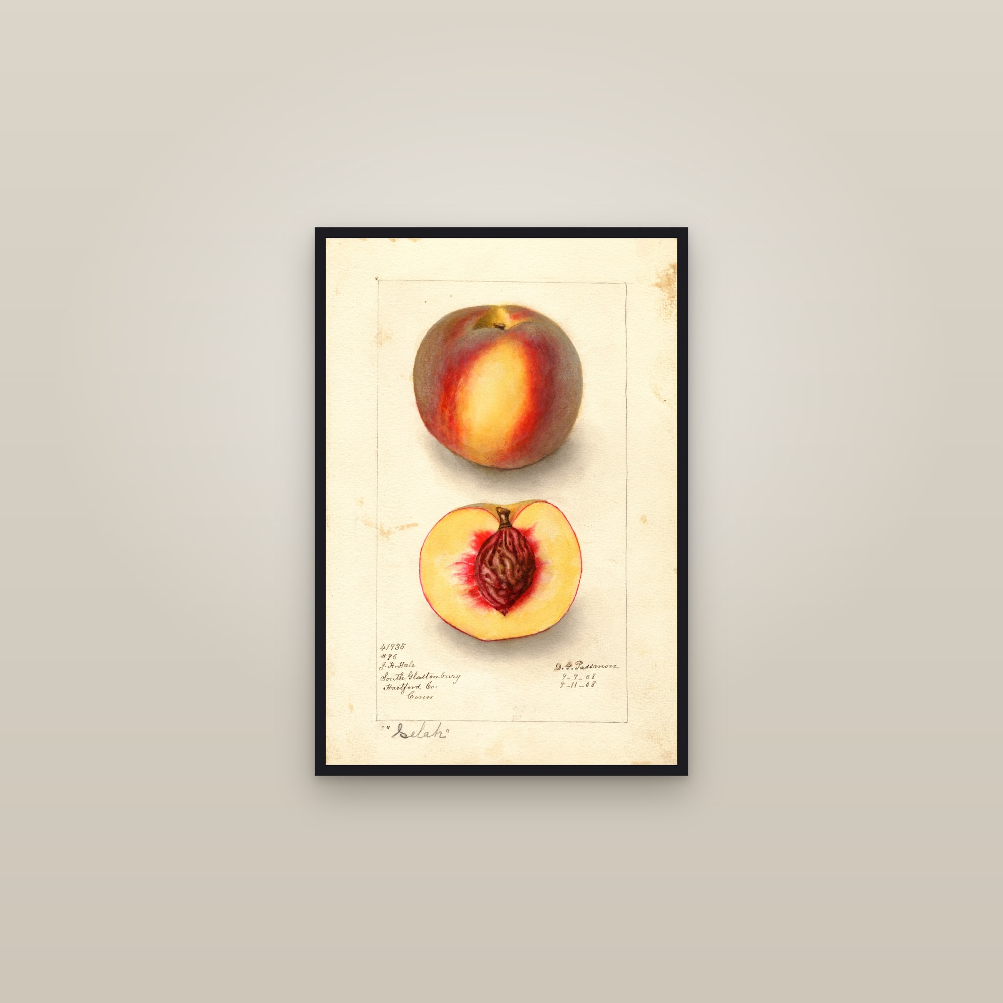 Selah Peach — framed in a gallery setting