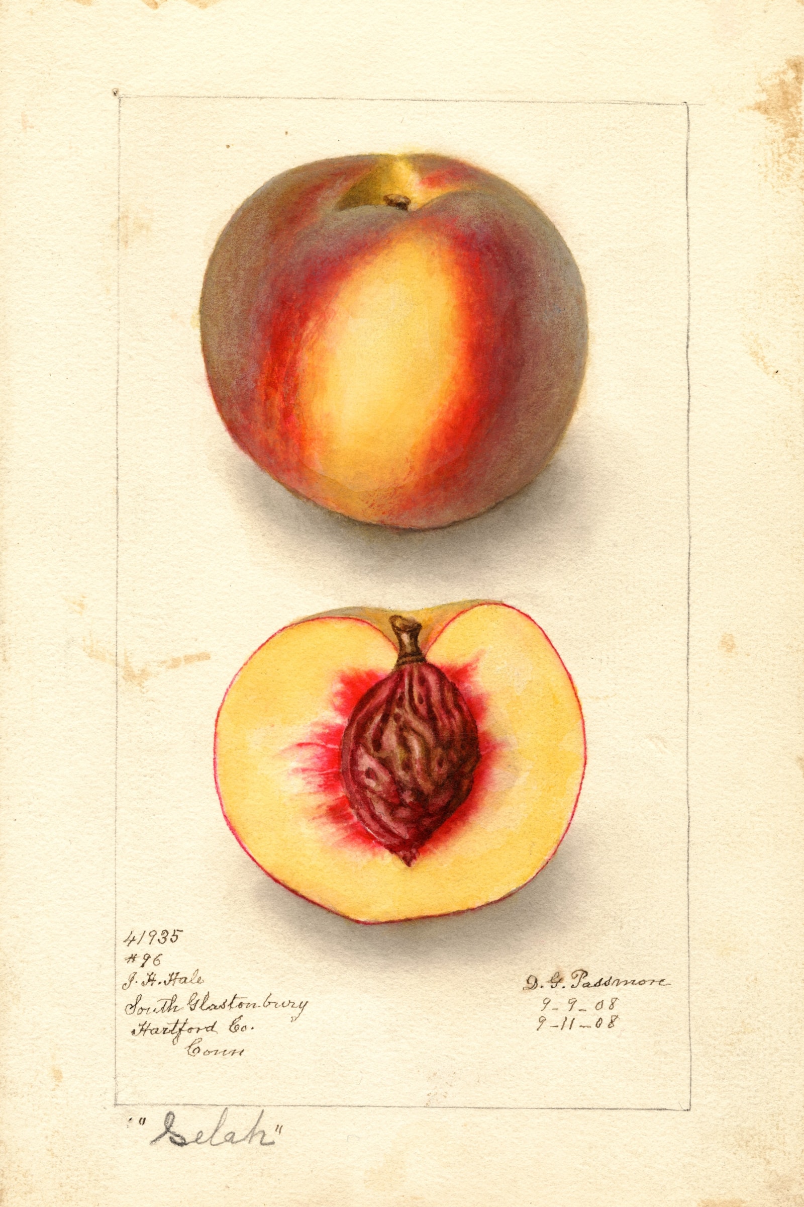 Selah Peach