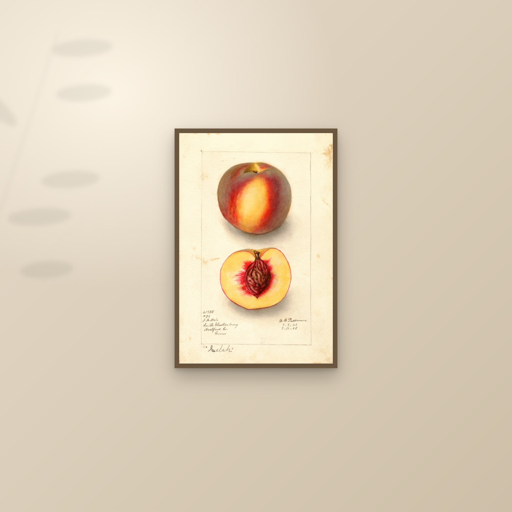 Selah Peach — framed and styled on a sunlit wall