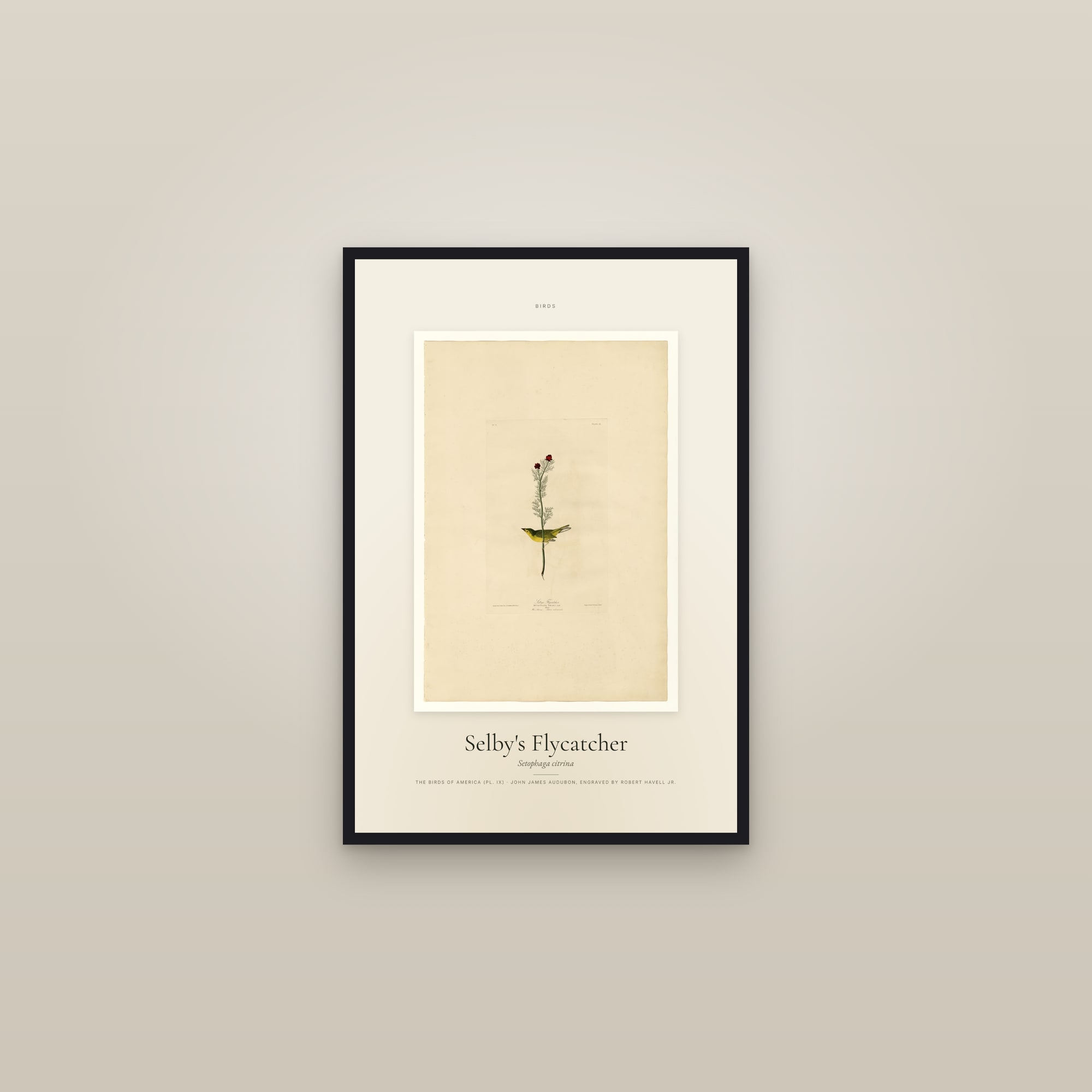 Selby's Flycatcher — Specimen — framed in a gallery setting