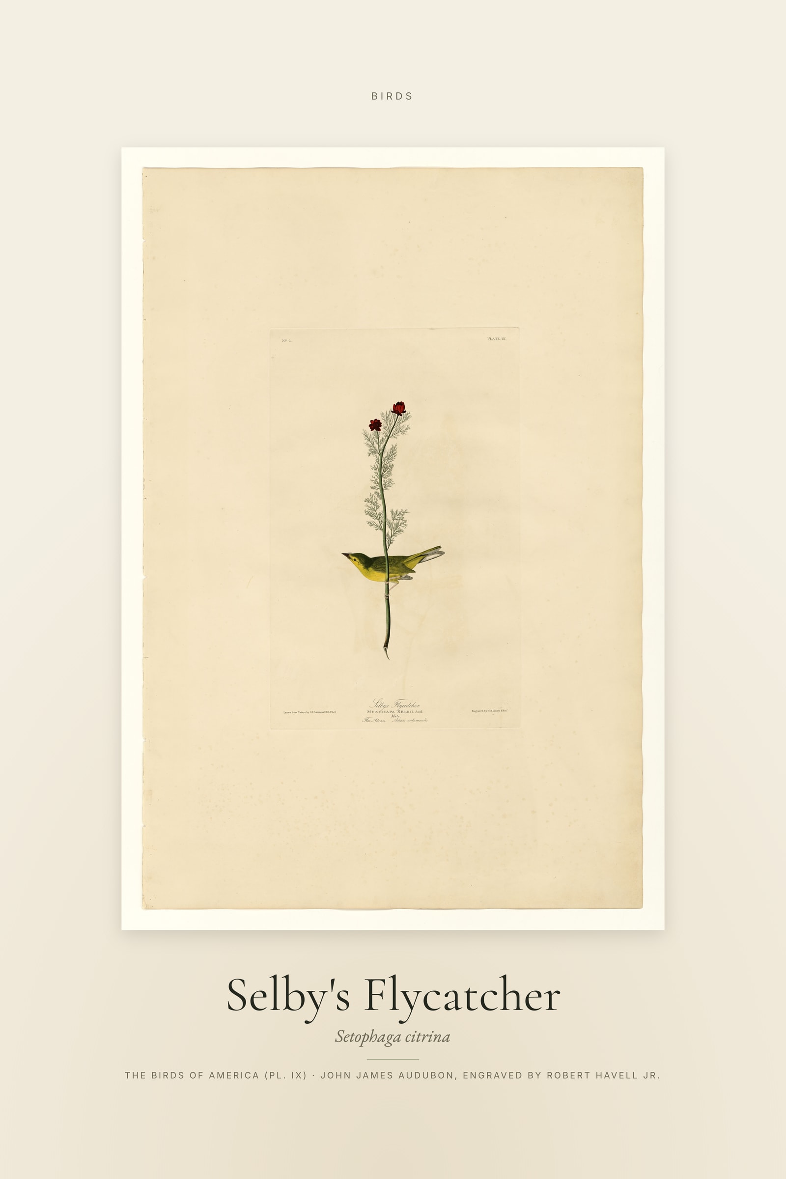 Selby's Flycatcher — Specimen