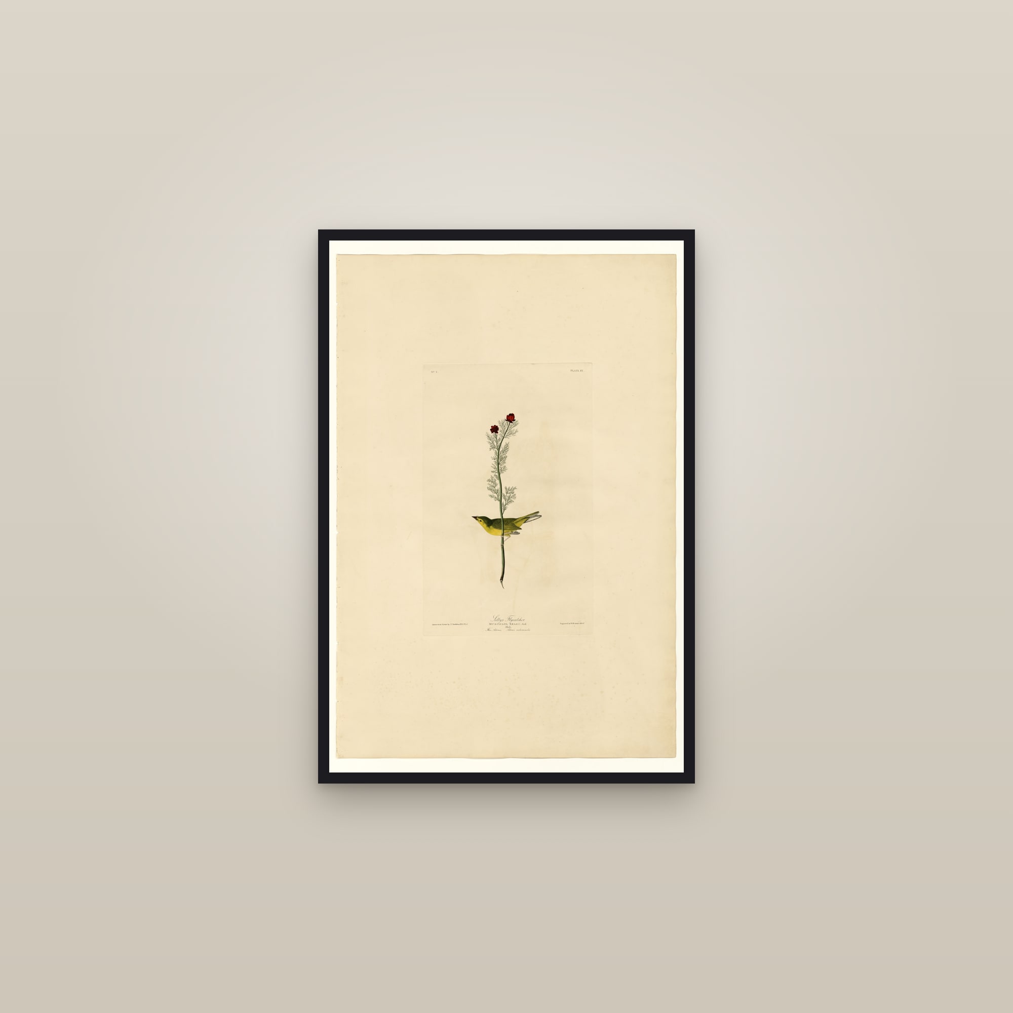 Selby's Flycatcher — framed in a gallery setting