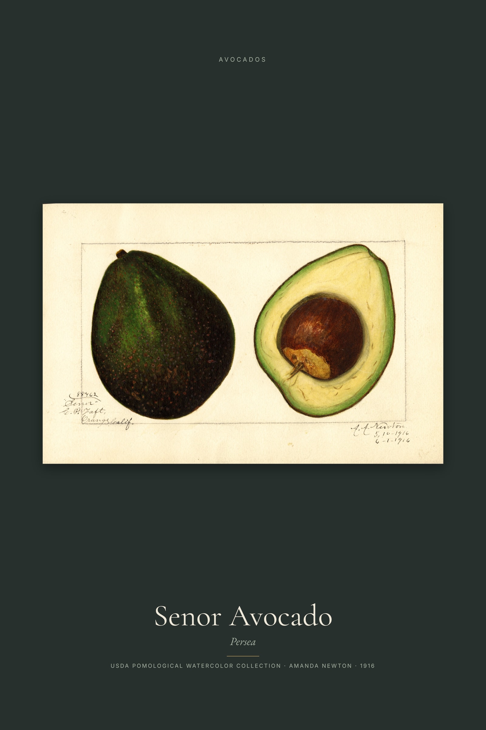 Senor Avocado