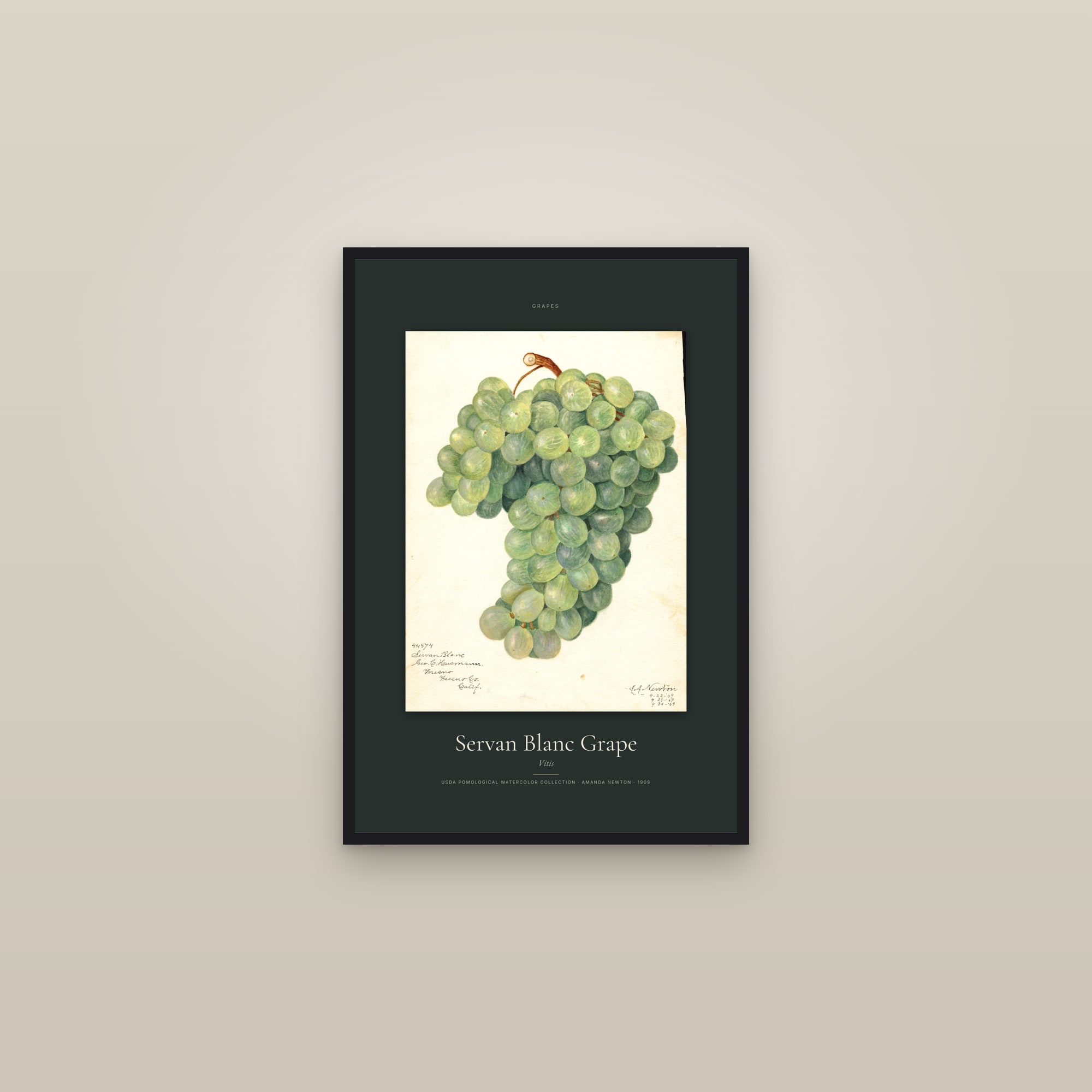 Servan Blanc Grape — Specimen — framed in a gallery setting