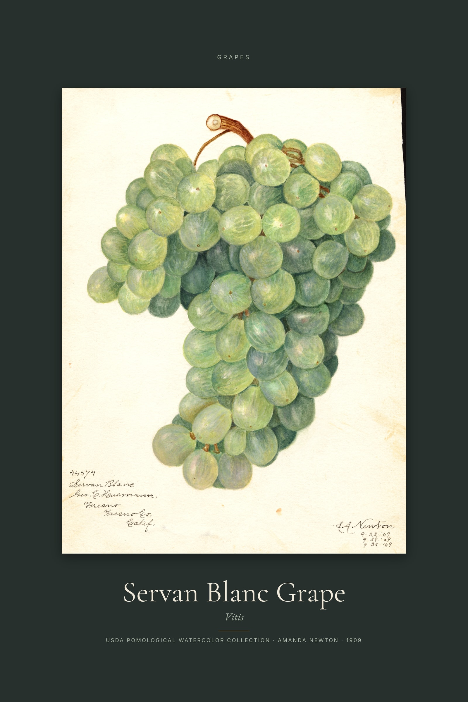 Servan Blanc Grape — Specimen