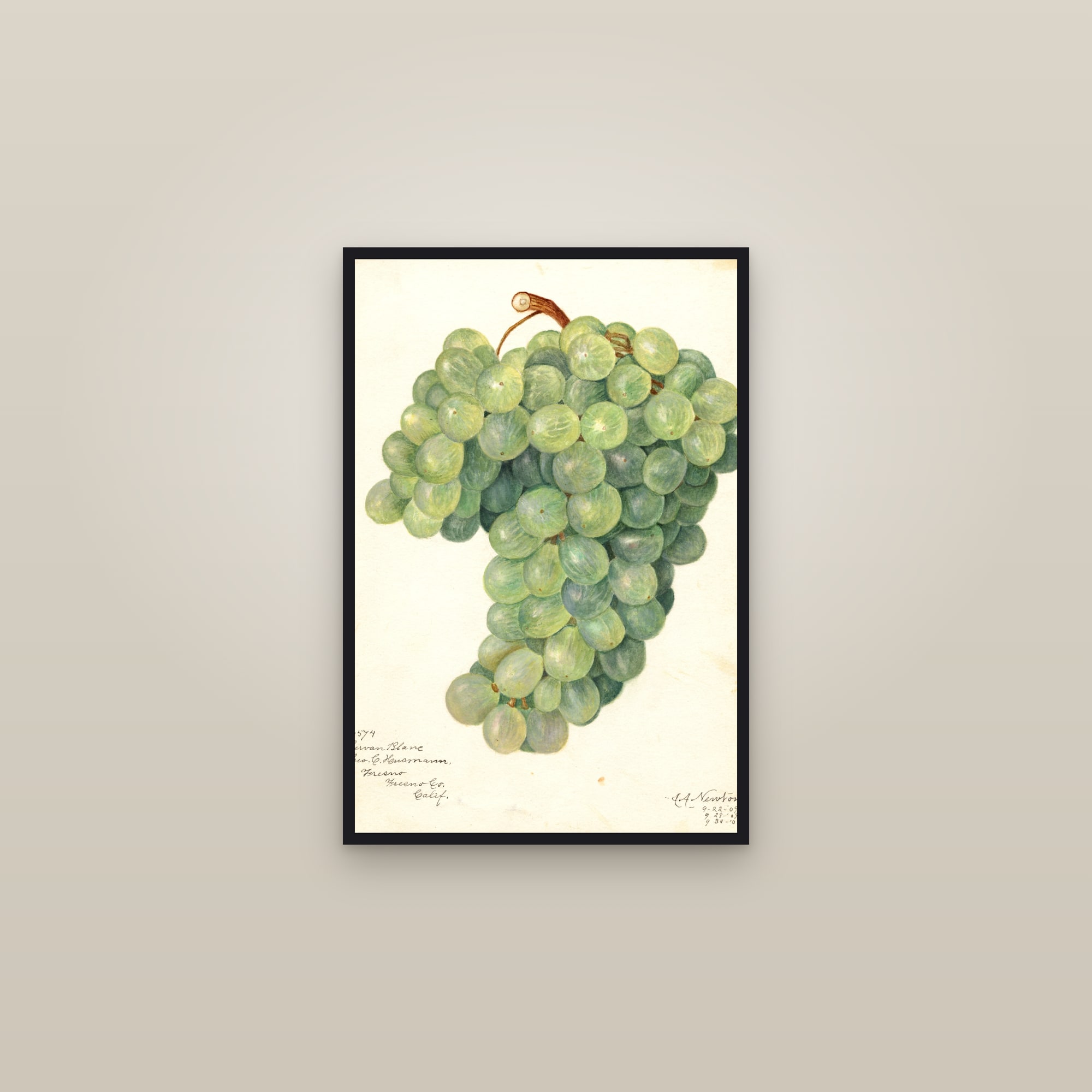 Servan Blanc Grape — framed in a gallery setting