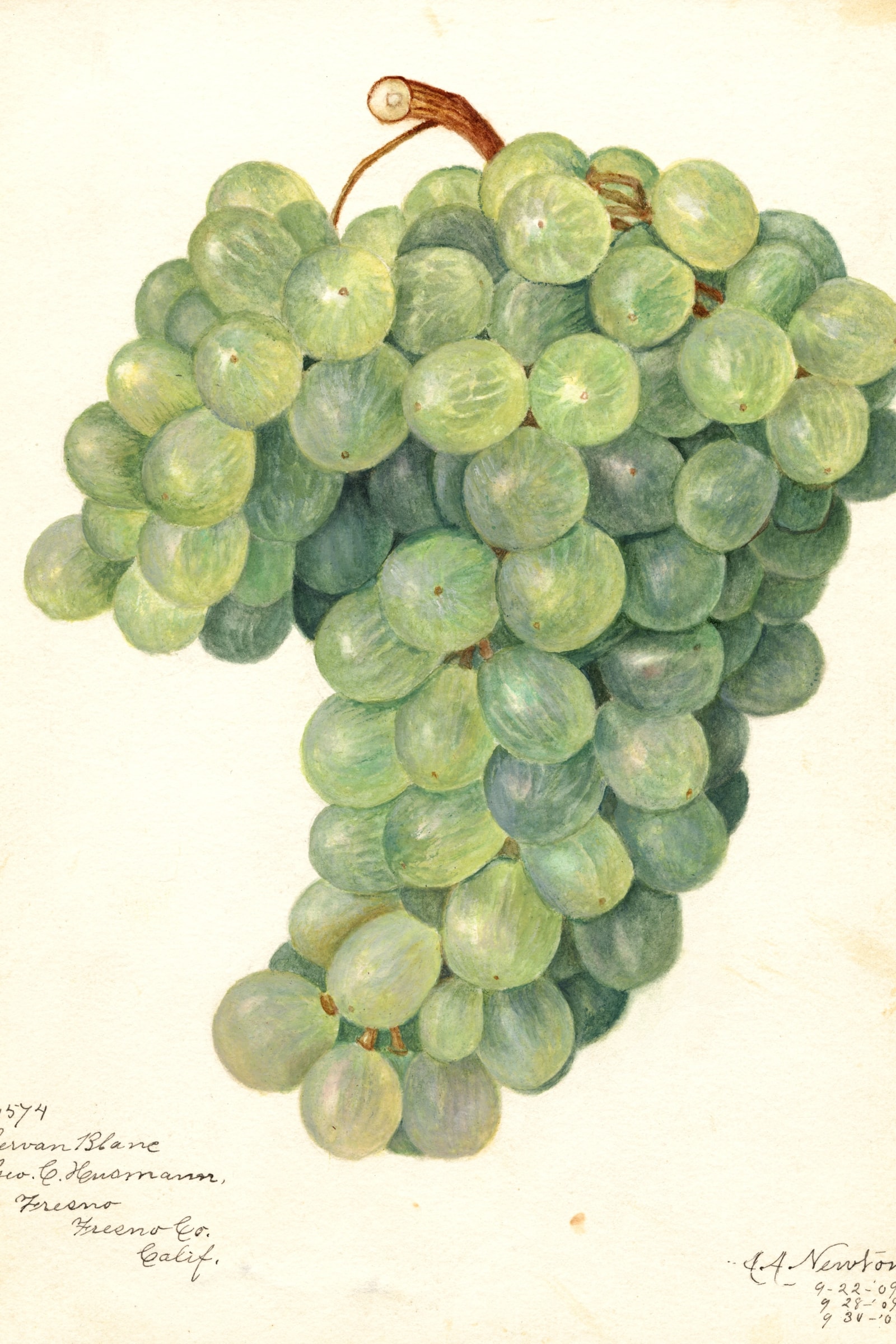 Servan Blanc Grape