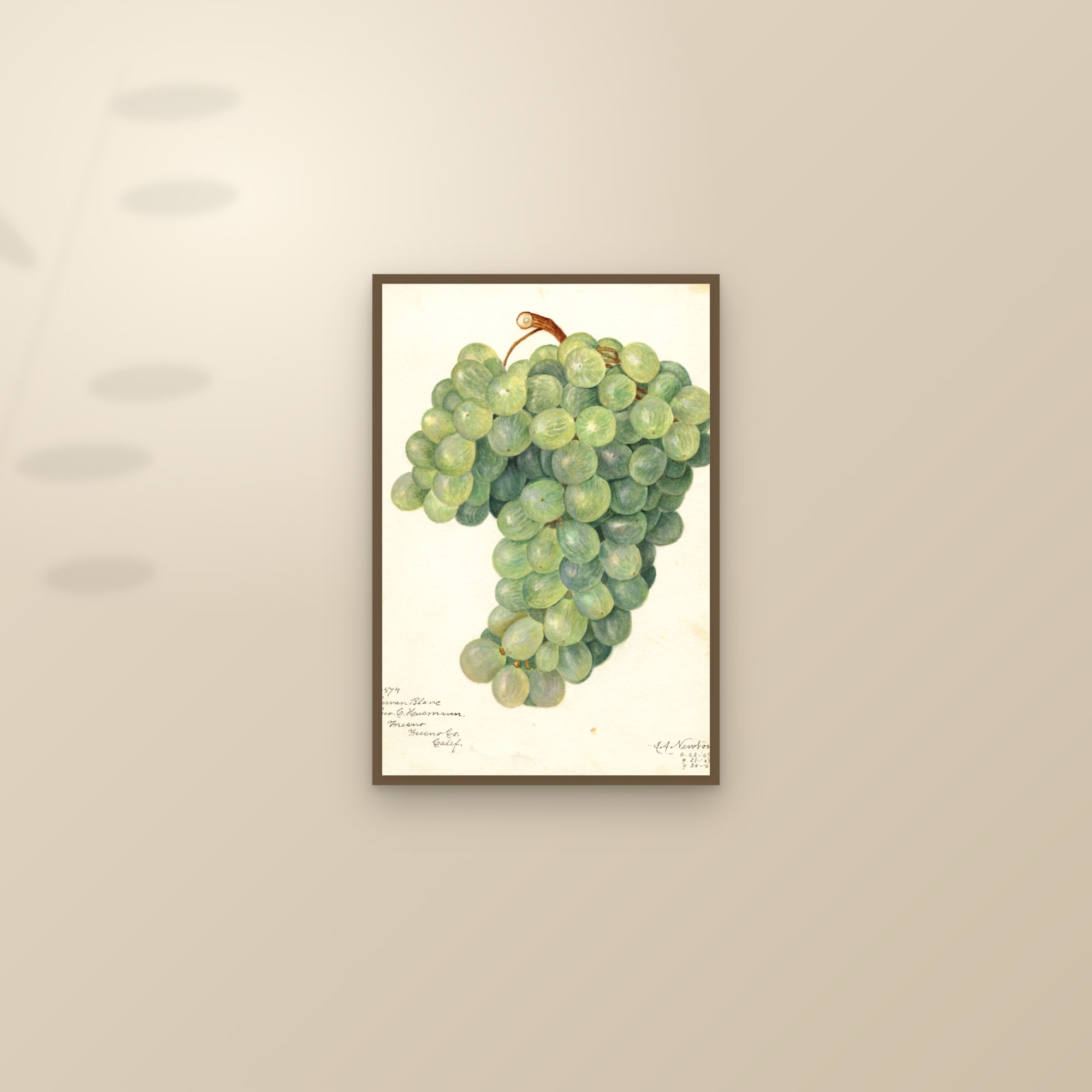Servan Blanc Grape — framed and styled on a sunlit wall