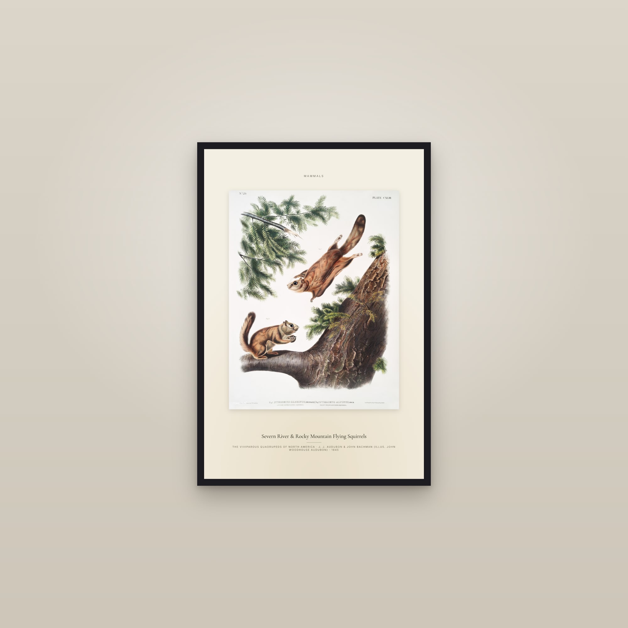 Severn River & Rocky Mountain Flying Squirrels — Specimen — framed in a gallery setting