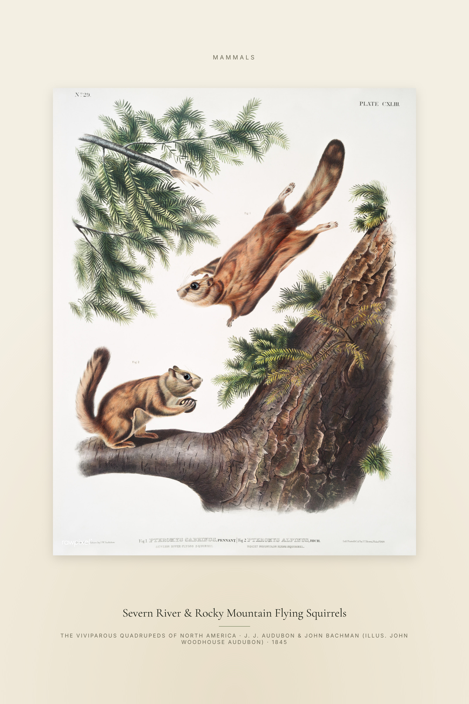 Severn River & Rocky Mountain Flying Squirrels — Specimen