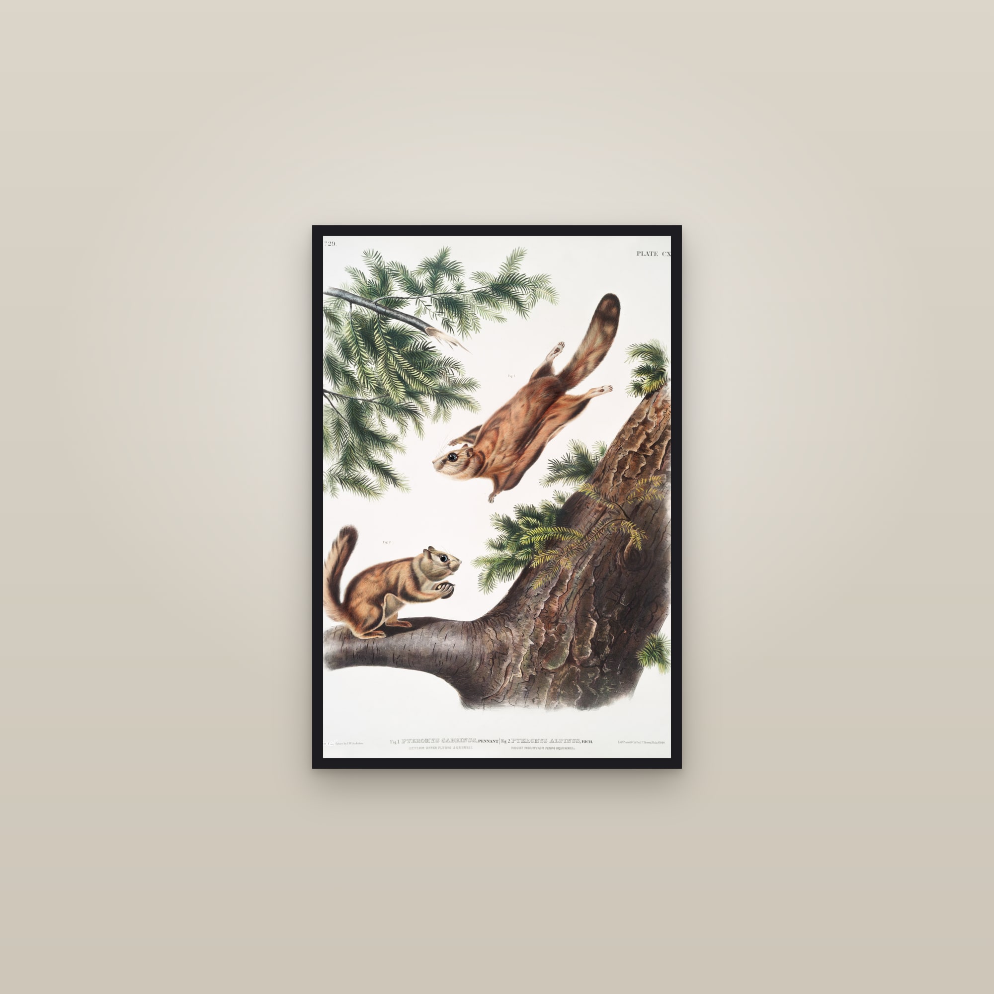 Severn River & Rocky Mountain Flying Squirrels — framed in a gallery setting