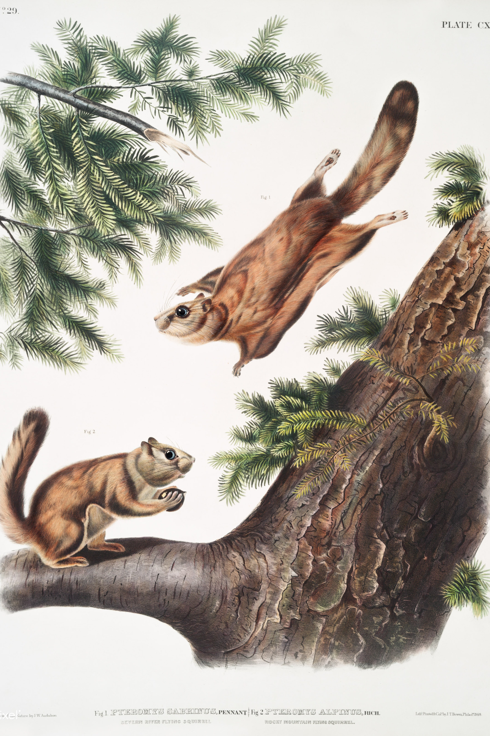 Severn River & Rocky Mountain Flying Squirrels