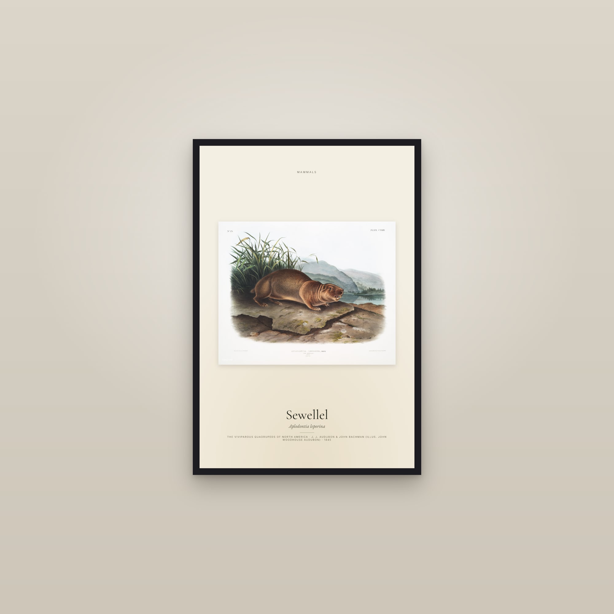Sewellel — framed in a gallery setting