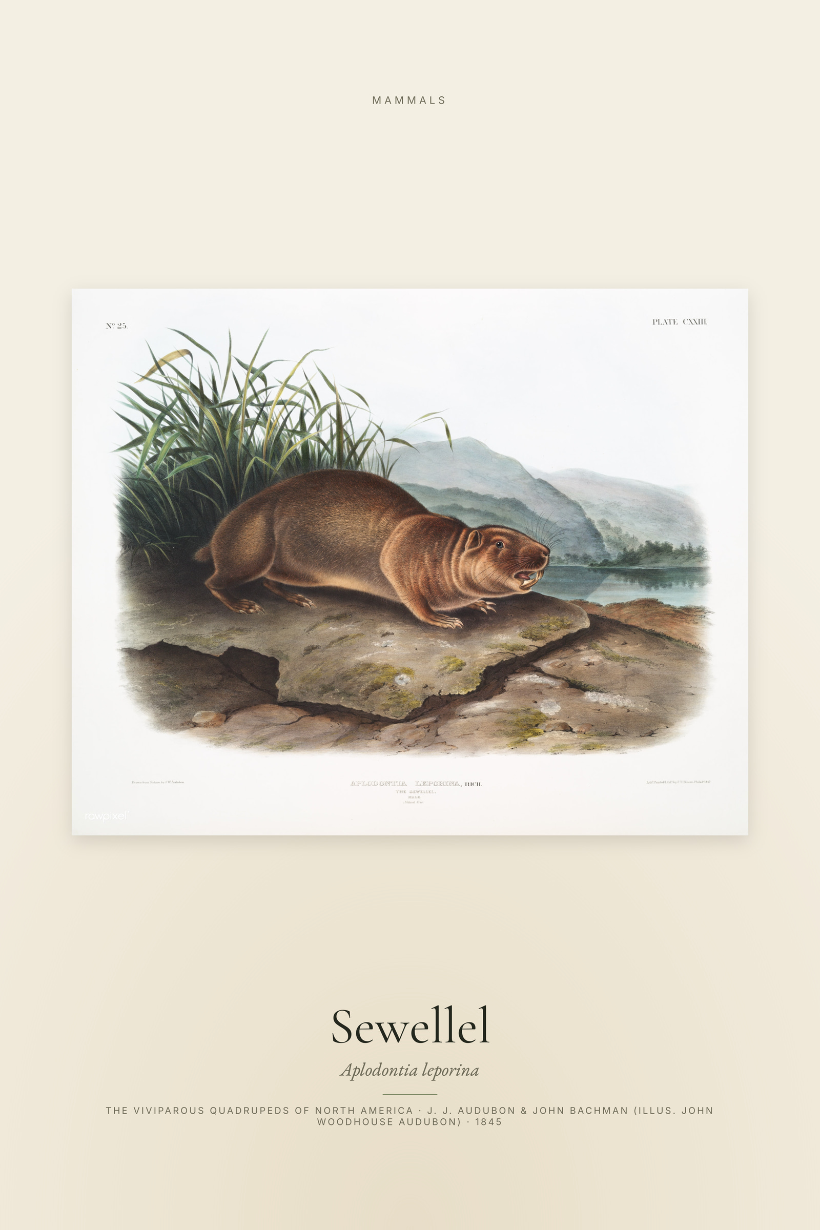 Sewellel