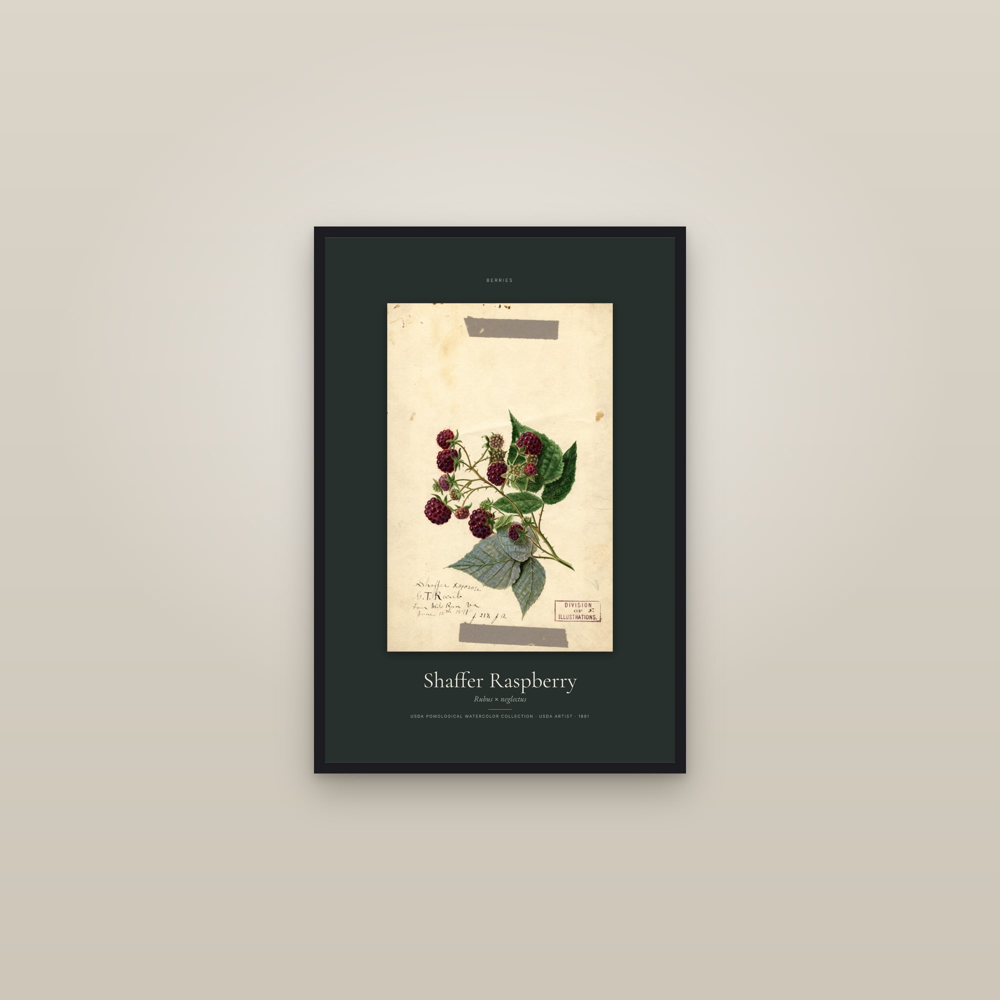Shaffer Raspberry — Specimen — framed in a gallery setting