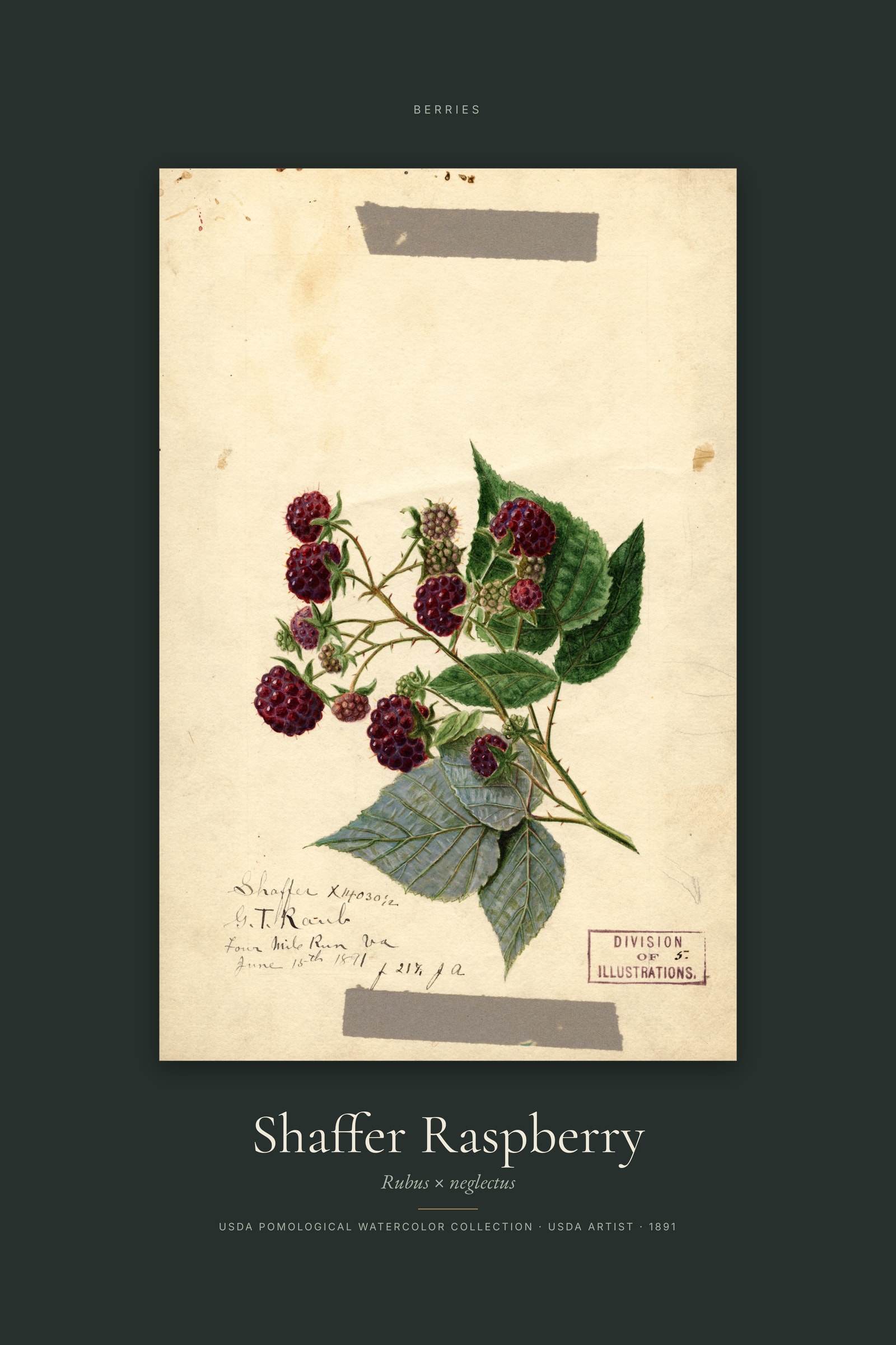 Shaffer Raspberry — Specimen