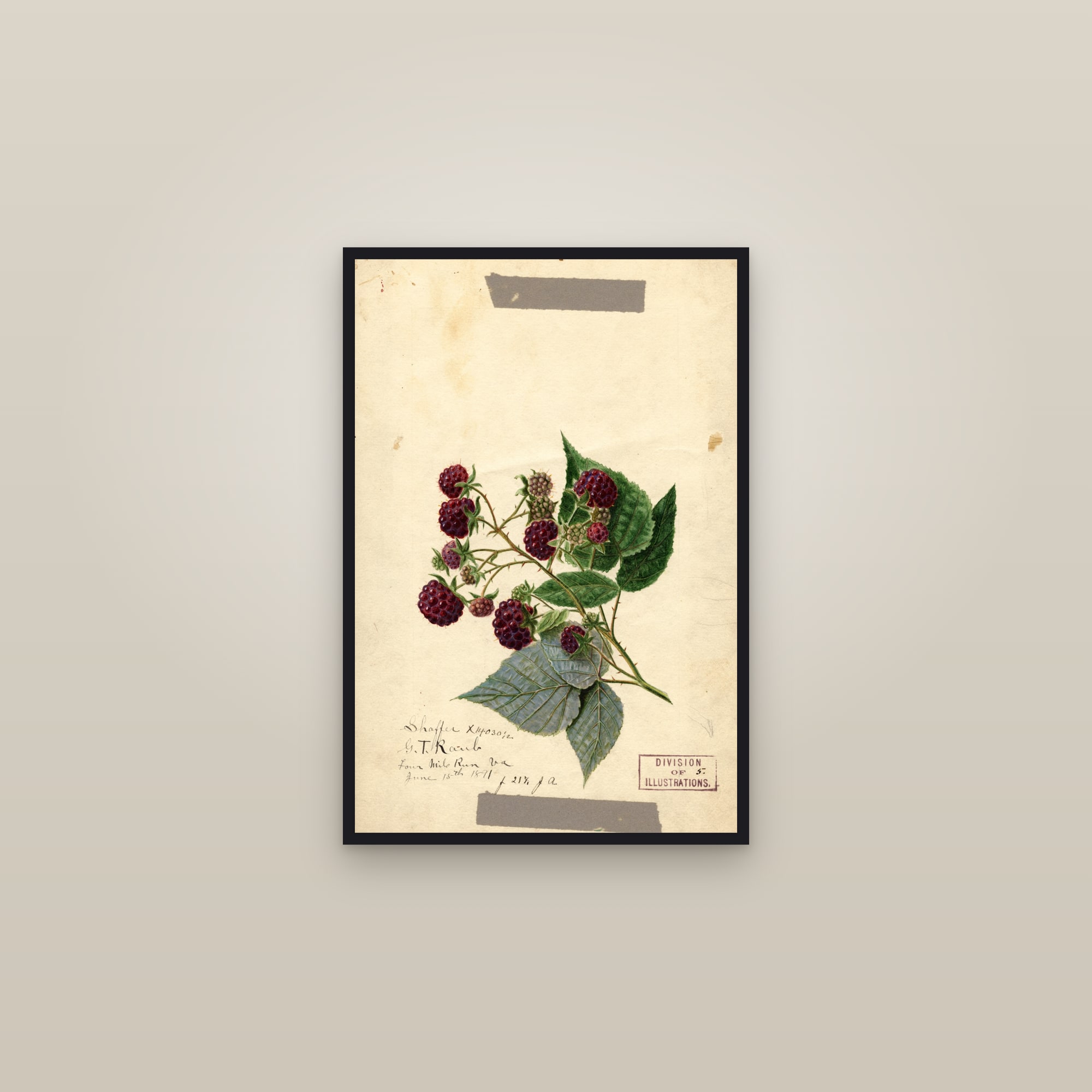 Shaffer Raspberry — framed in a gallery setting