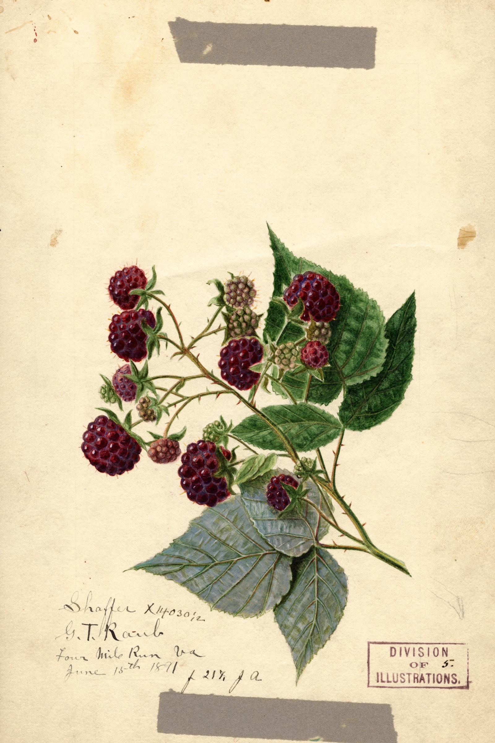 Shaffer Raspberry