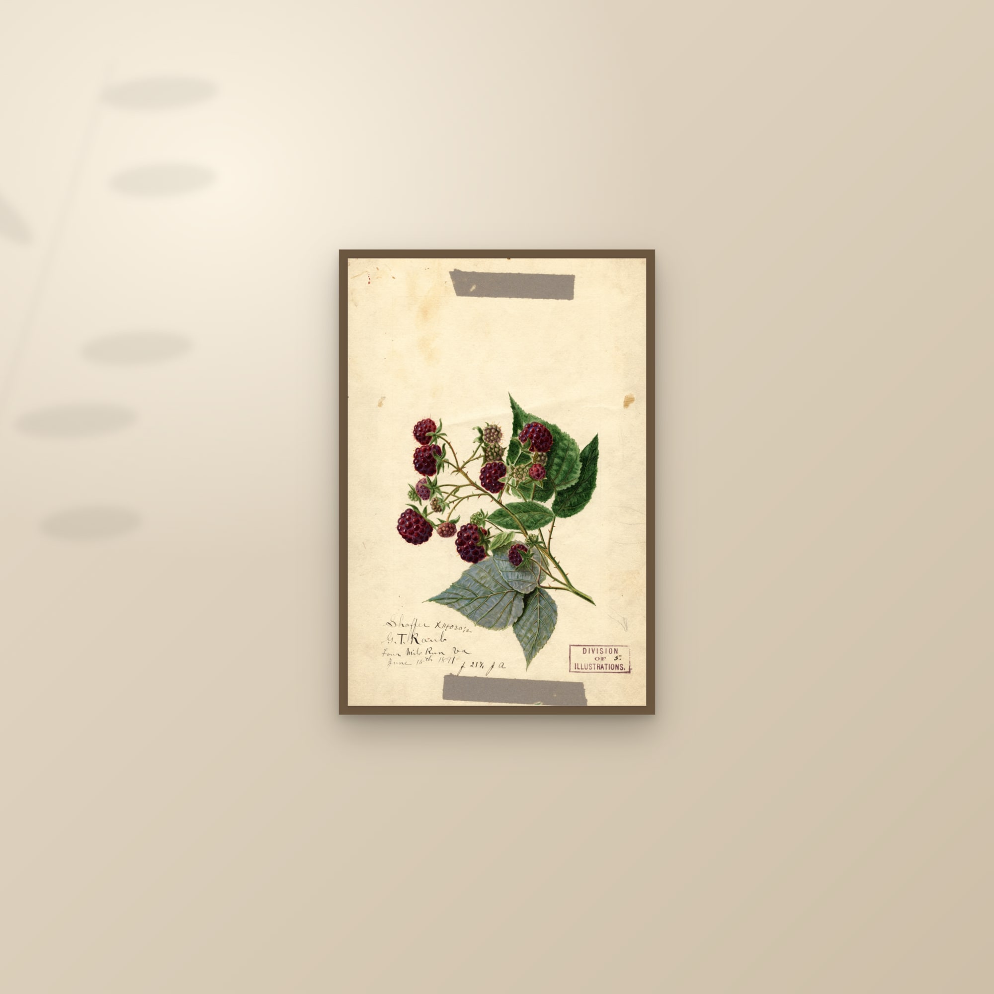 Shaffer Raspberry — framed and styled on a sunlit wall