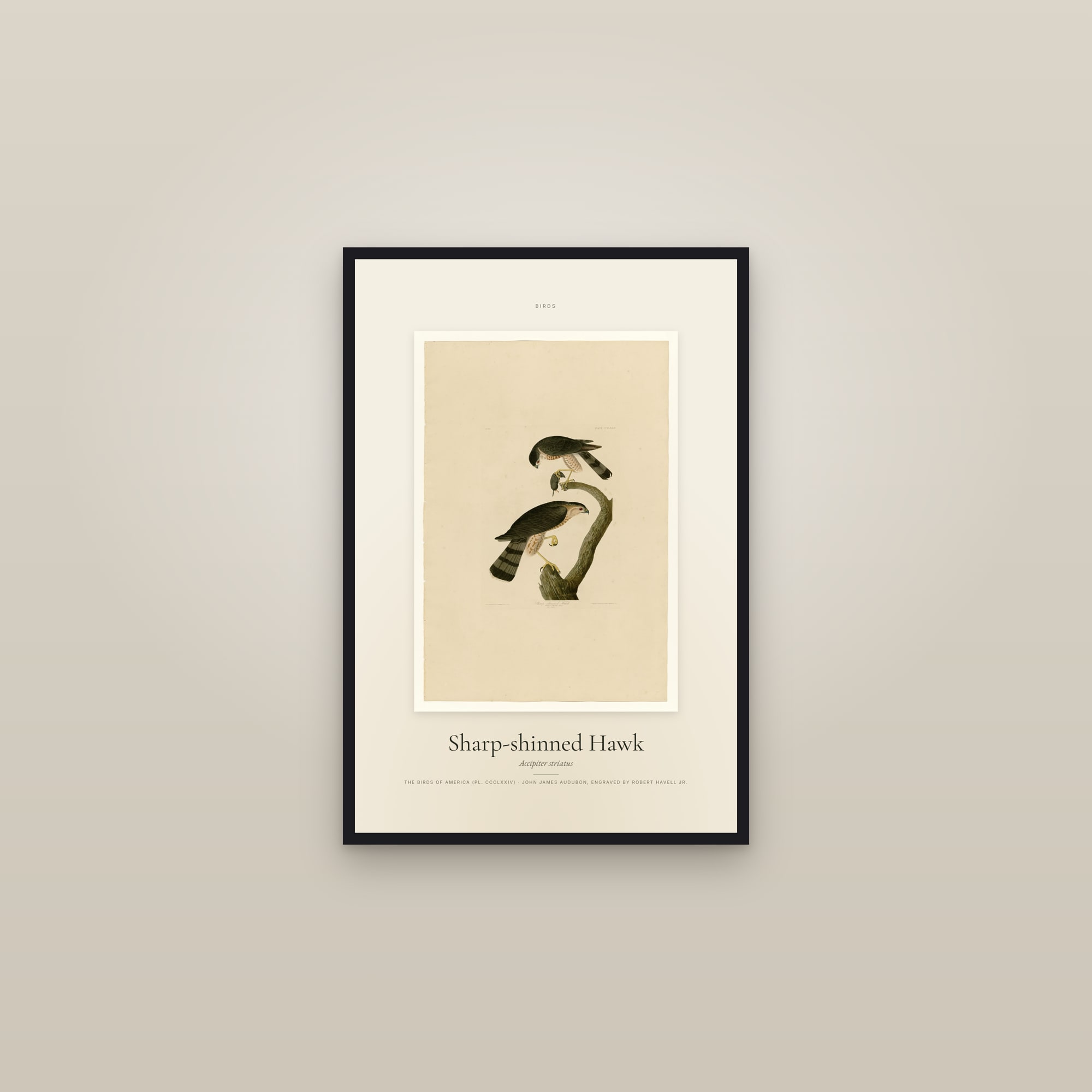 Sharp-shinned Hawk — Specimen — framed in a gallery setting
