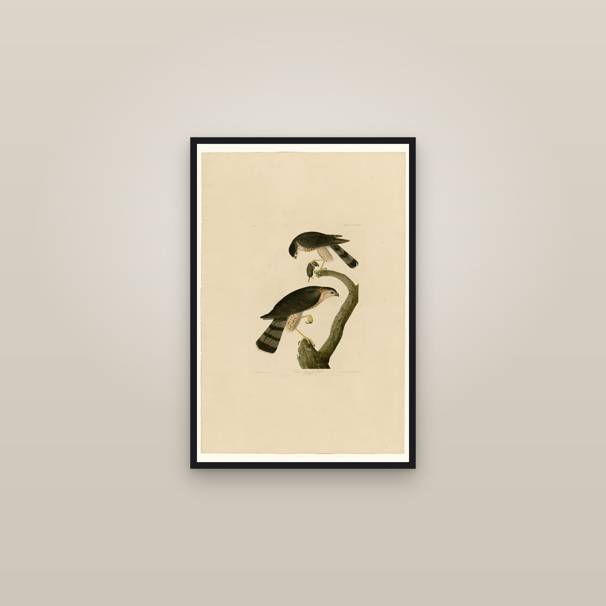 Sharp-shinned Hawk — framed in a gallery setting