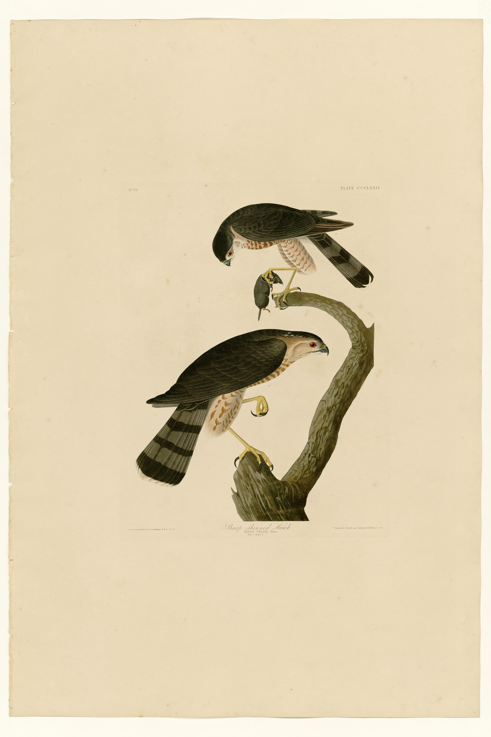 Sharp-shinned Hawk